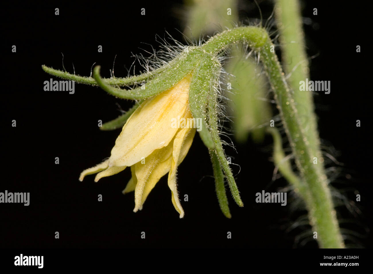 Fiore di pomodoro Foto Stock