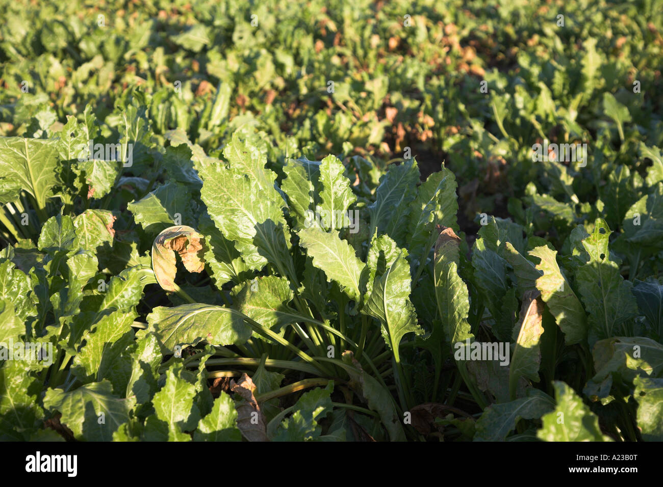 I giovani di barbabietole da zucchero foglie in un campo Butley, Suffolk, Inghilterra Foto Stock