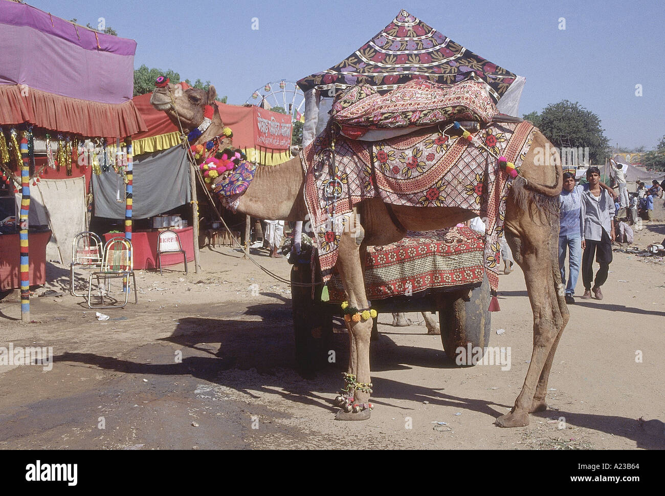 Carrello cammello, un popolare modalità di trasporto nel Rajasthan. Pushkar, Ajmer, Rajasthan, India. Foto Stock