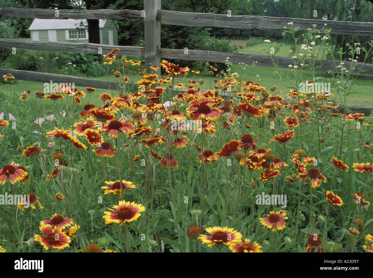 Gailardia primrose nativi fiori selvatici in fiore in prato con post e rampa split rustico cancellata nella vecchia casa rurale cantiere del Midwest, Missouri, Stati Uniti d'America Foto Stock