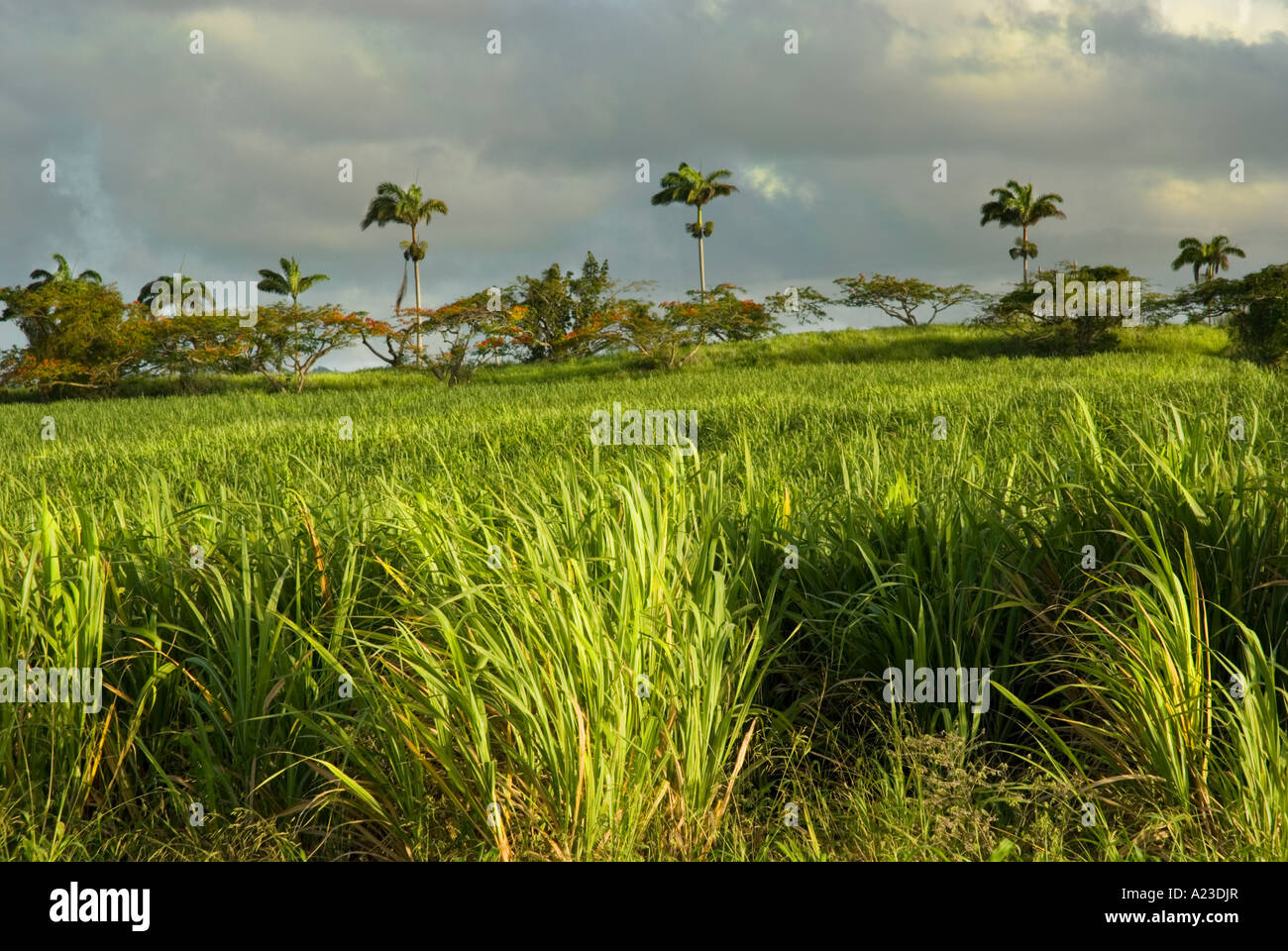 I campi di canna da zucchero attendono la tempesta, St George, Barbados, 8/06 Foto Stock