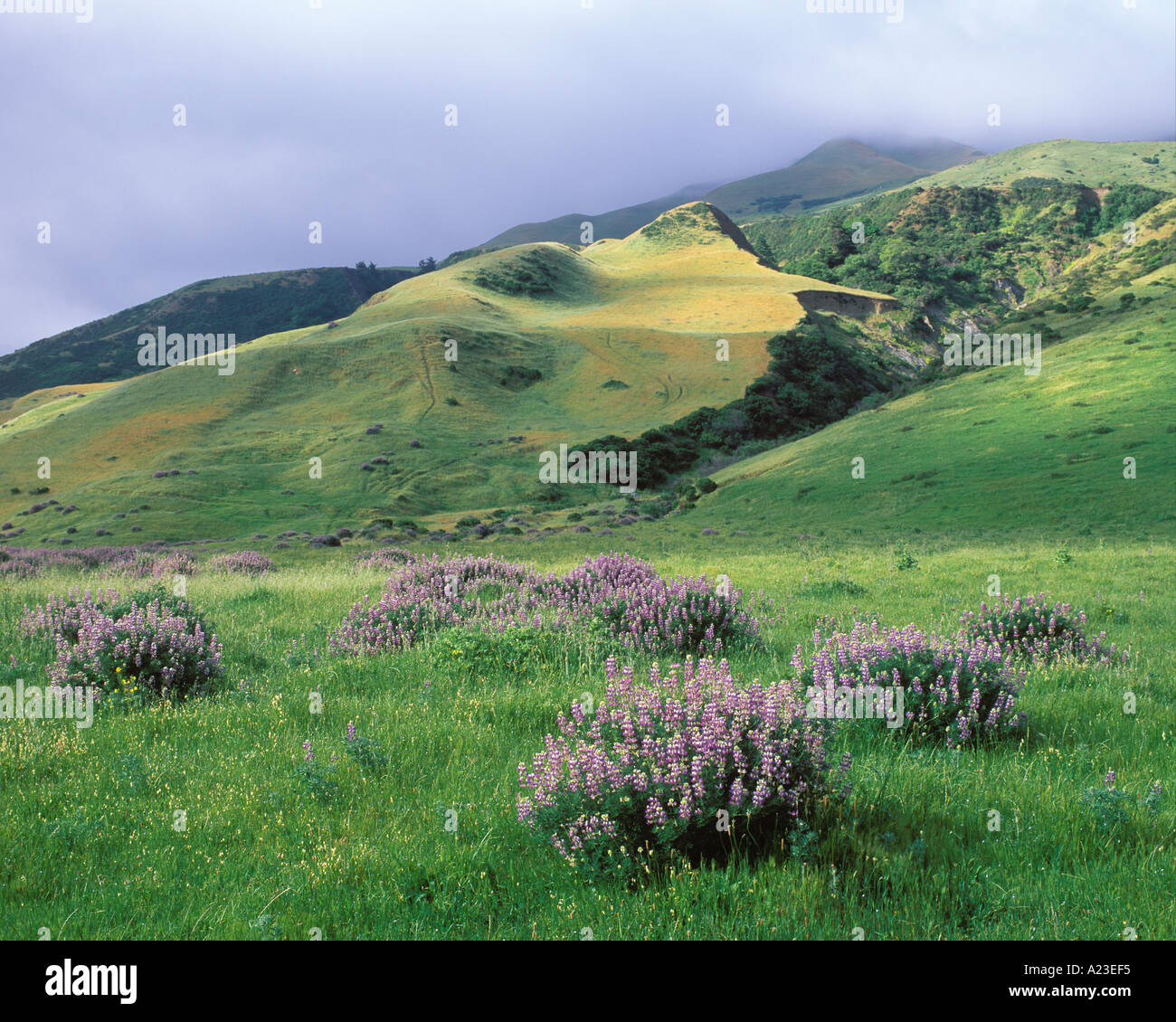 Fiore di lupino e la costa della California Hills Foto Stock
