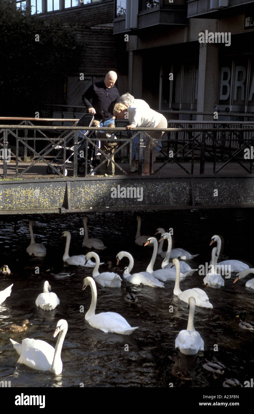 Gli amanti dello shopping a guardare ed alimentazione di cigni al mercato a piedi shopping centre in Salisbury Inghilterra Foto Stock