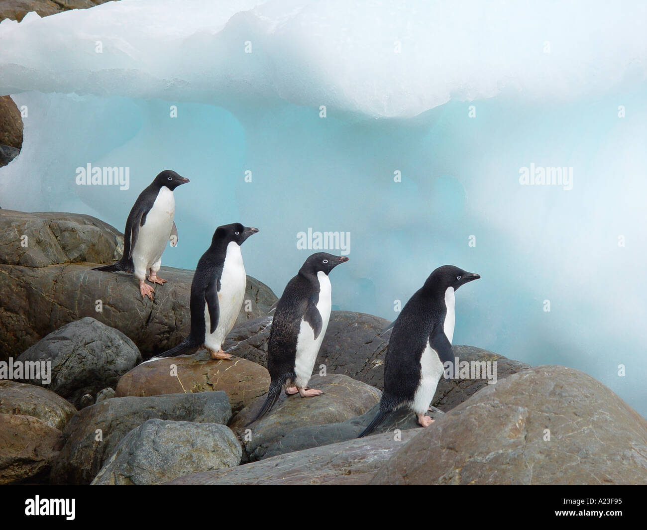 Adelie Penguins Pygoscelis adeliae su una fila Antartide Foto Stock