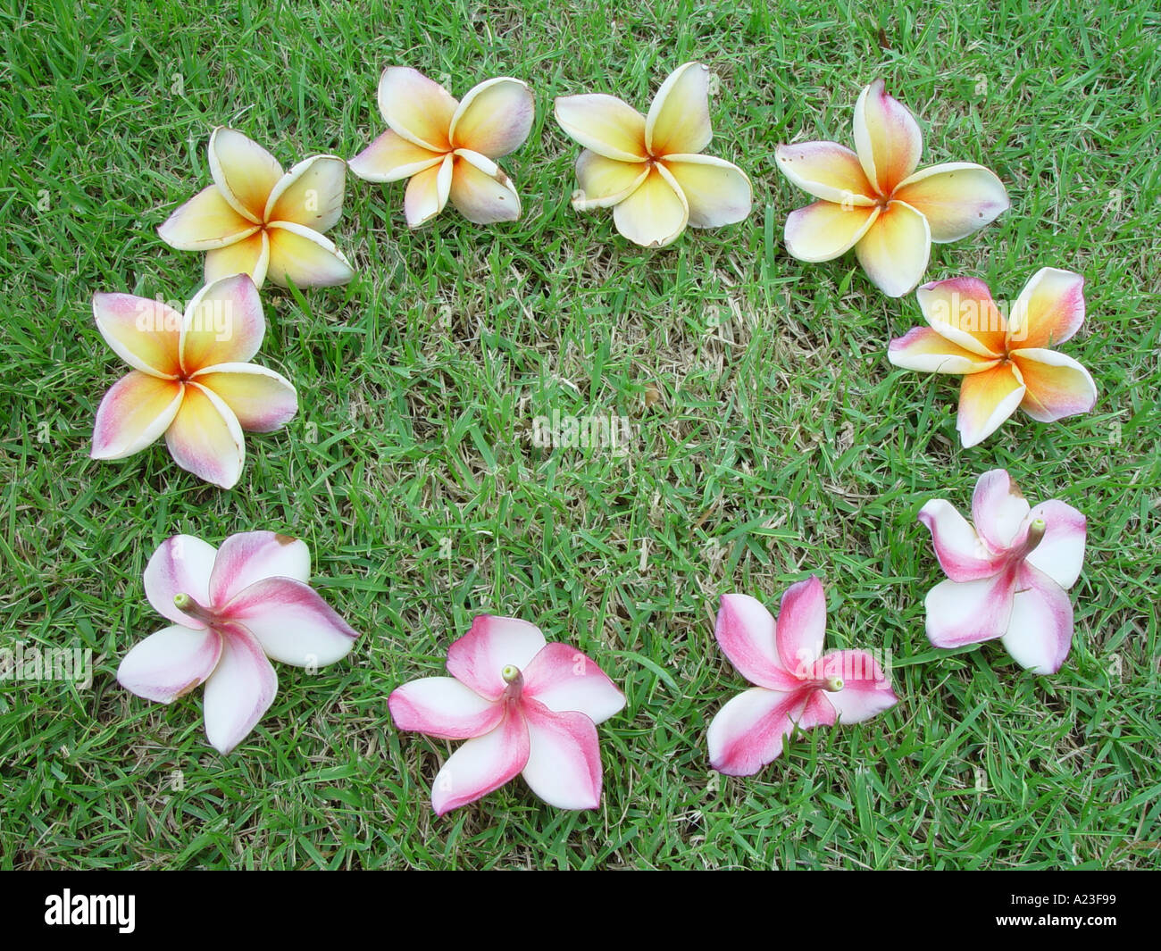 Fiori di frangipani sull'erba del prato in un cerchio Foto Stock