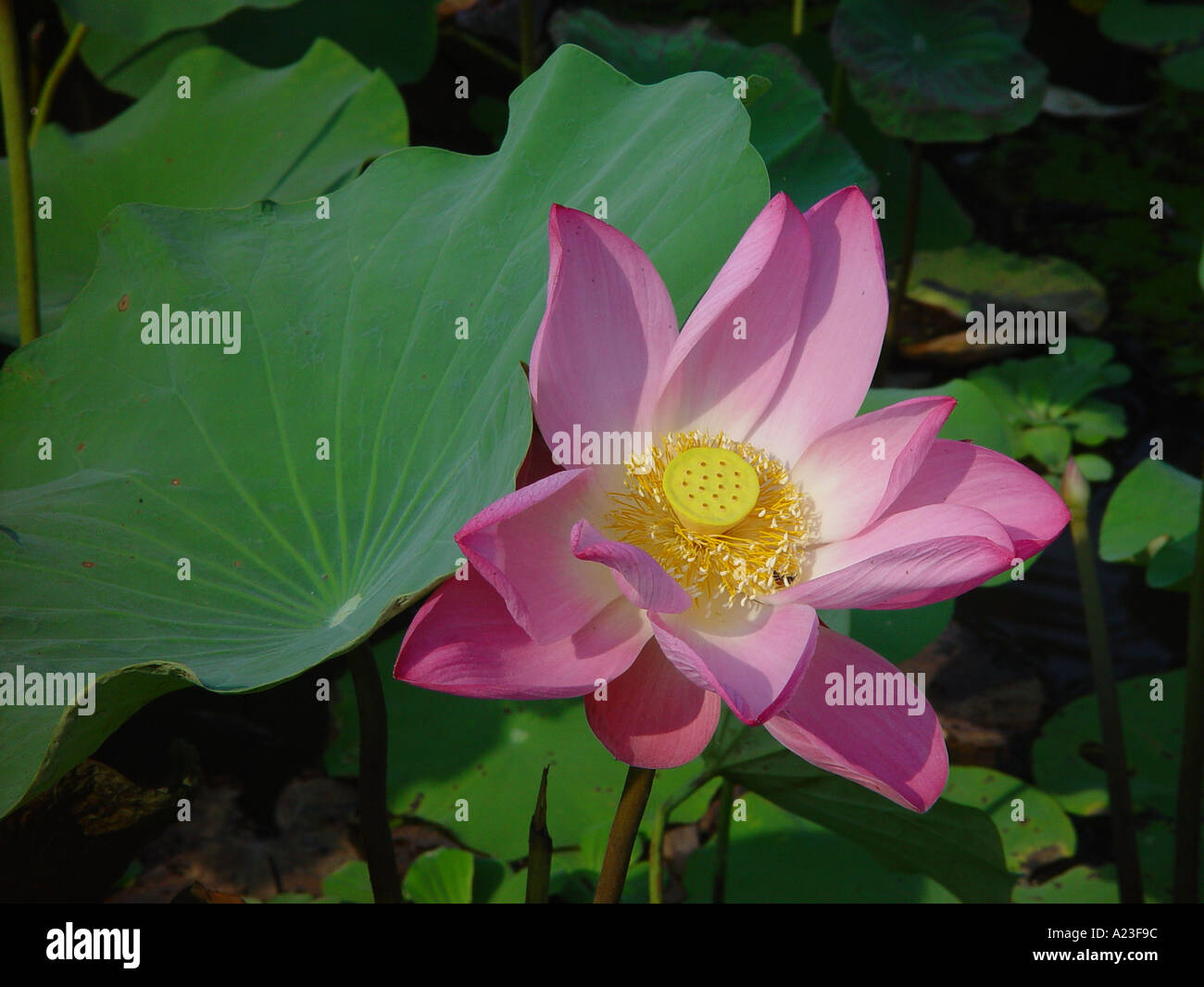 Rosa fiore di loto Nelumbo nucifera sacro loto sull'acqua con foglie della Thailandia Foto Stock