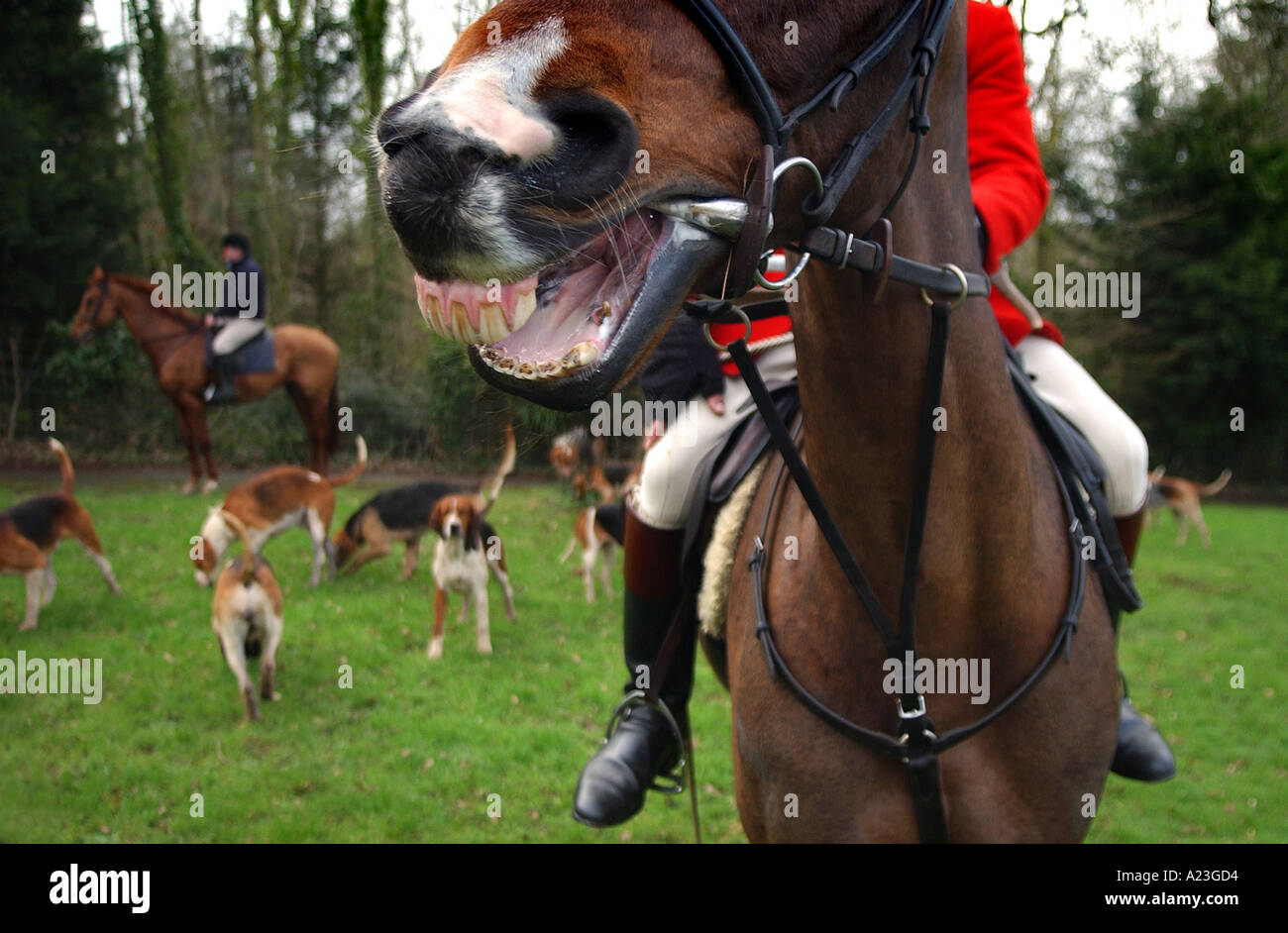 Foto da Jim Wileman 19 02 2005 Il Eggesford caccia al Fox Hounds Hotel Eggesford Foto Stock
