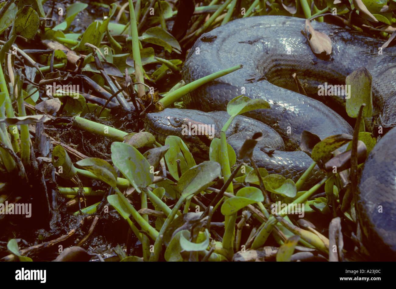 Anaconda Eunectes murinus Foto Stock