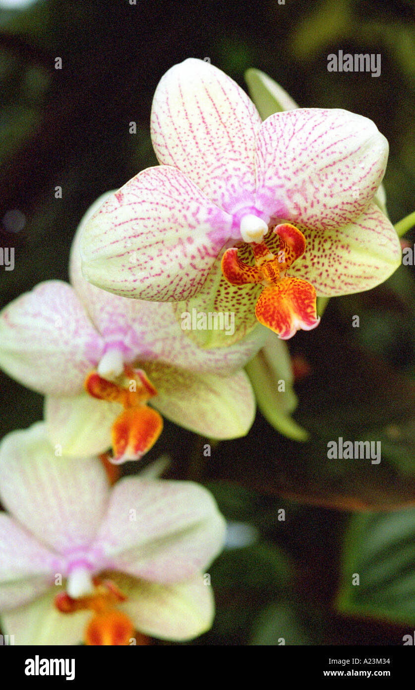 orchidea sorridente Foto Stock
