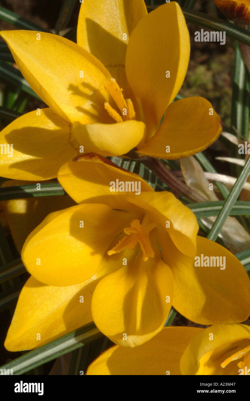 Il croco giallo Zwanenburg bronzo in piena primavera fiorisce in un giardino di Cheshire England Regno Unito Regno Unito Foto Stock