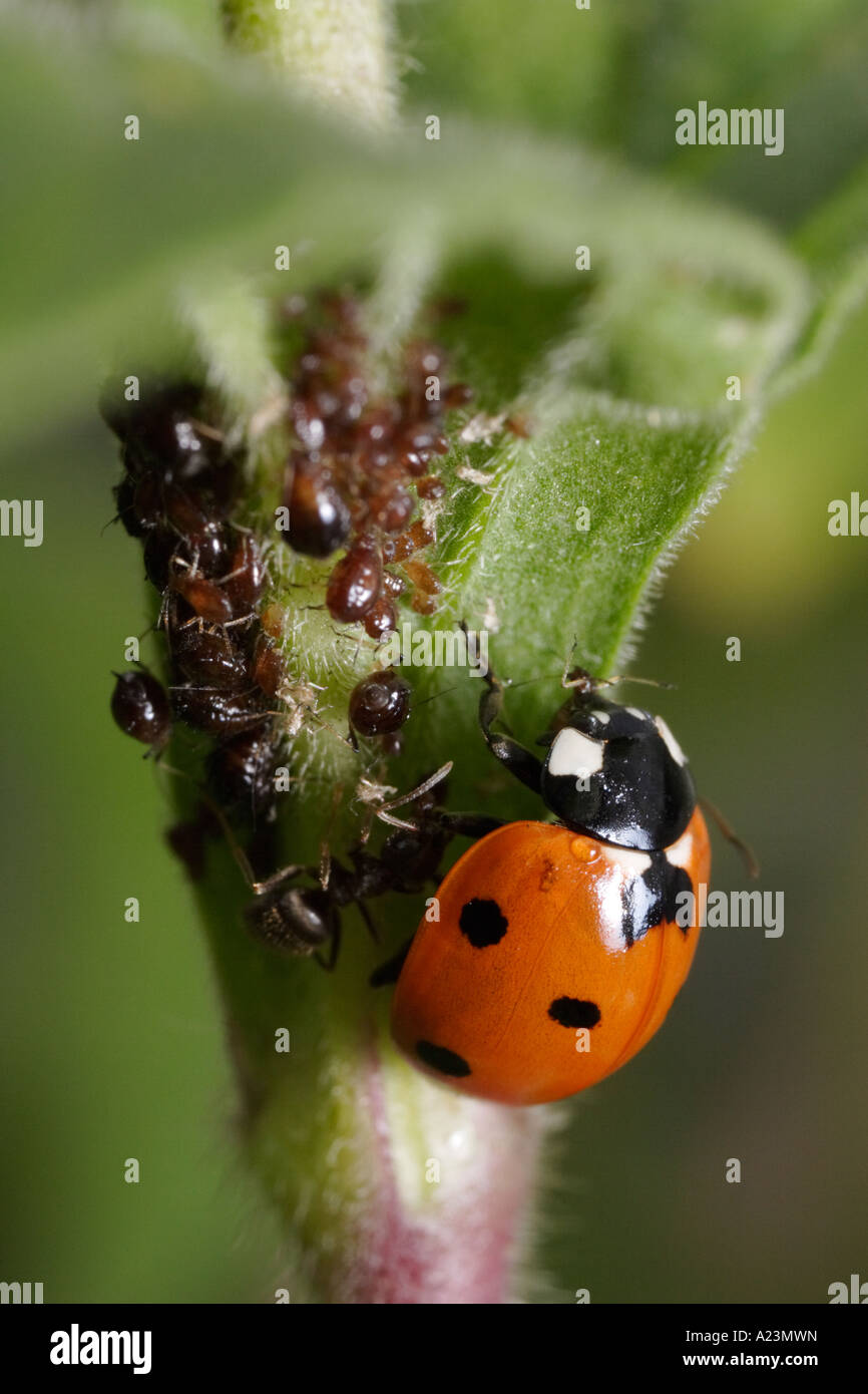 Un settimo posto coccinella è attaccato da formiche (nero garden ant, Lasius niger e Coccinella septempunctata) mentre mangia afidi Foto Stock