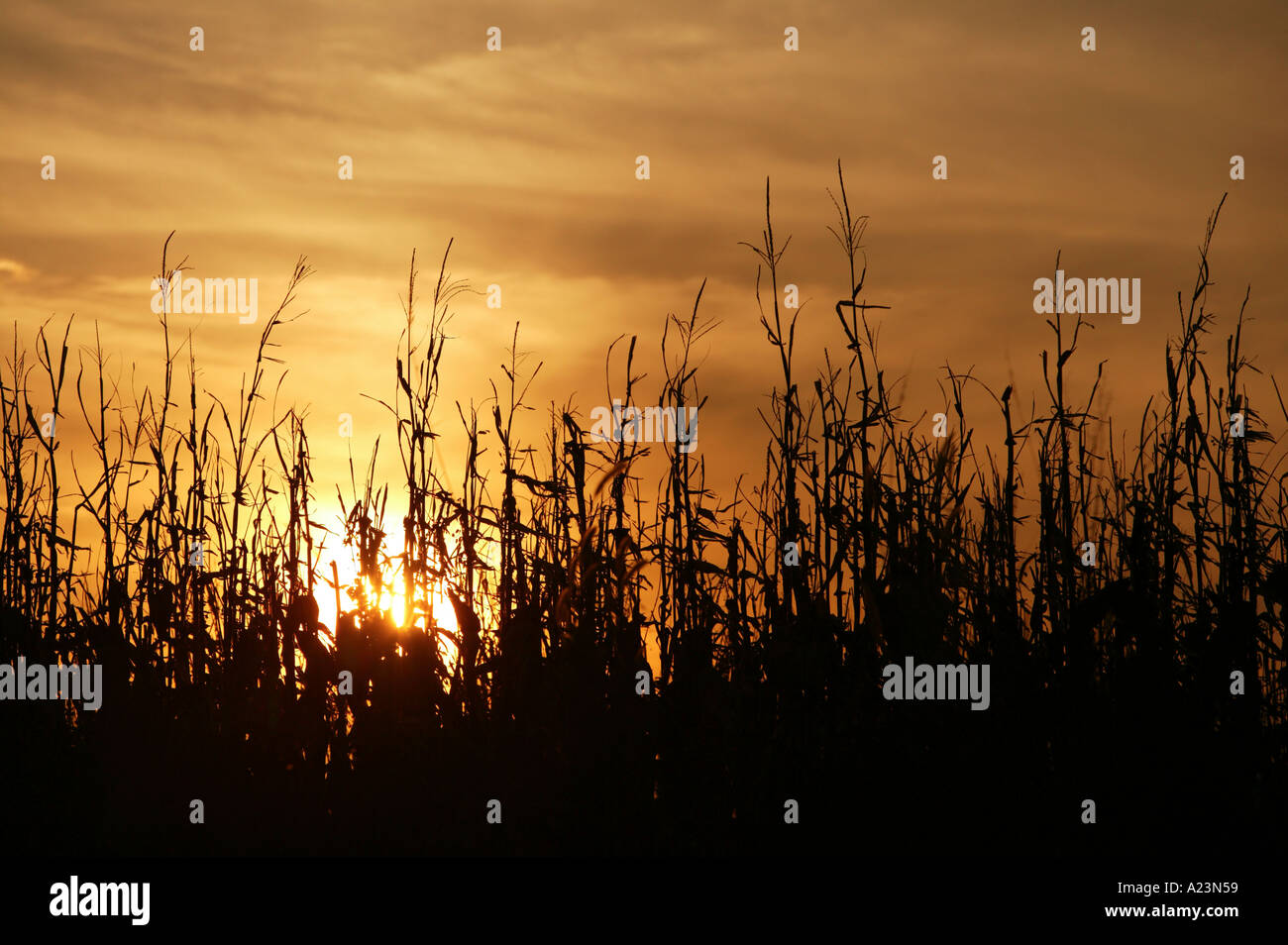 Cornfield con danno di insetto con il sole che tramonta sullo sfondo Foto Stock