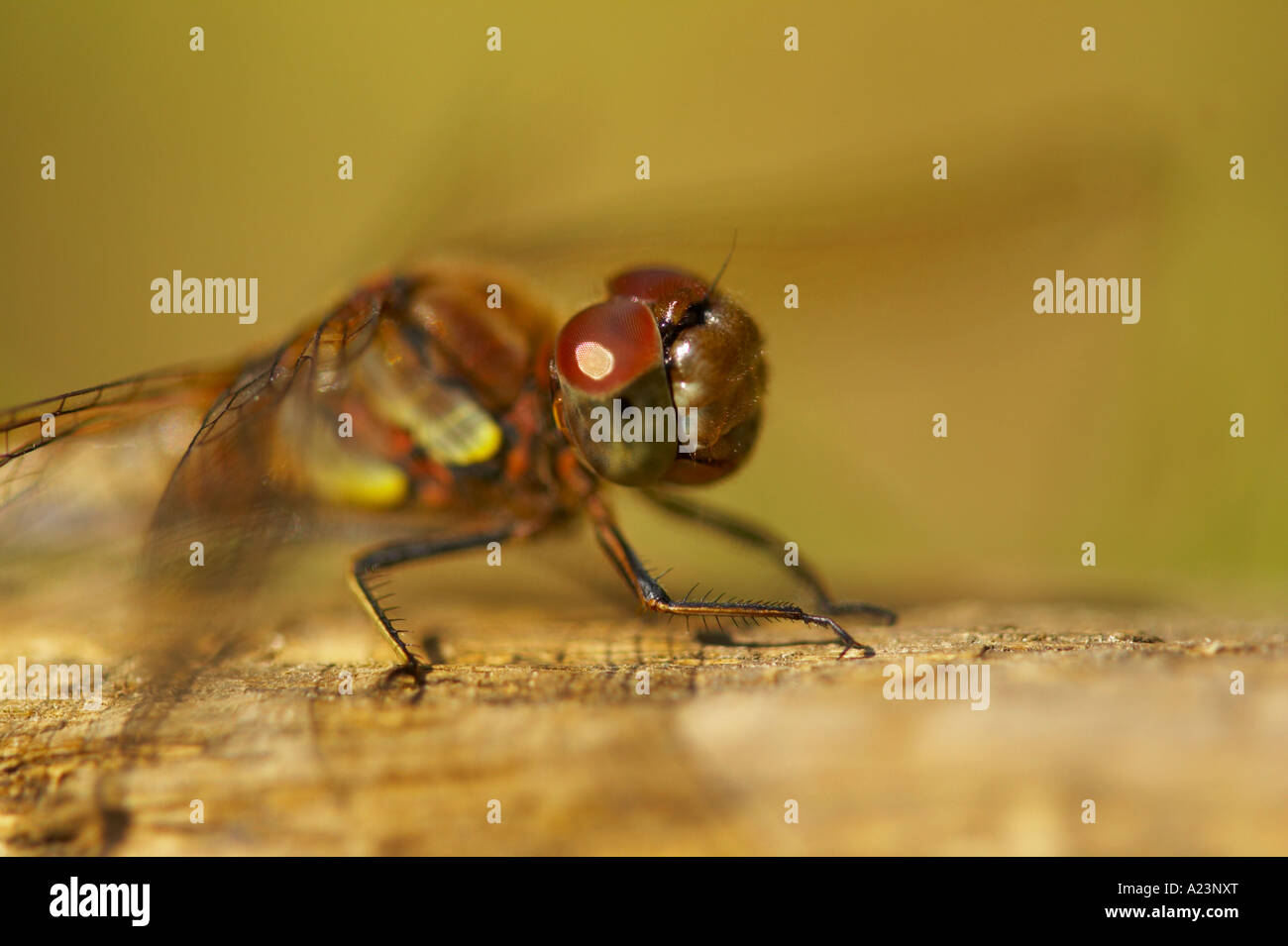Common darter dragonfly close-up di testa Foto Stock