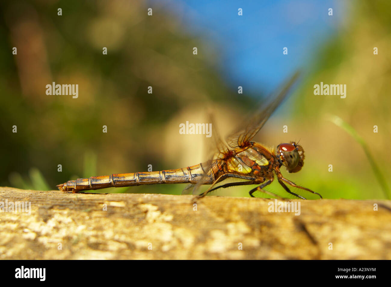 Common darter dragonfly appollaiato sulla fase Foto Stock