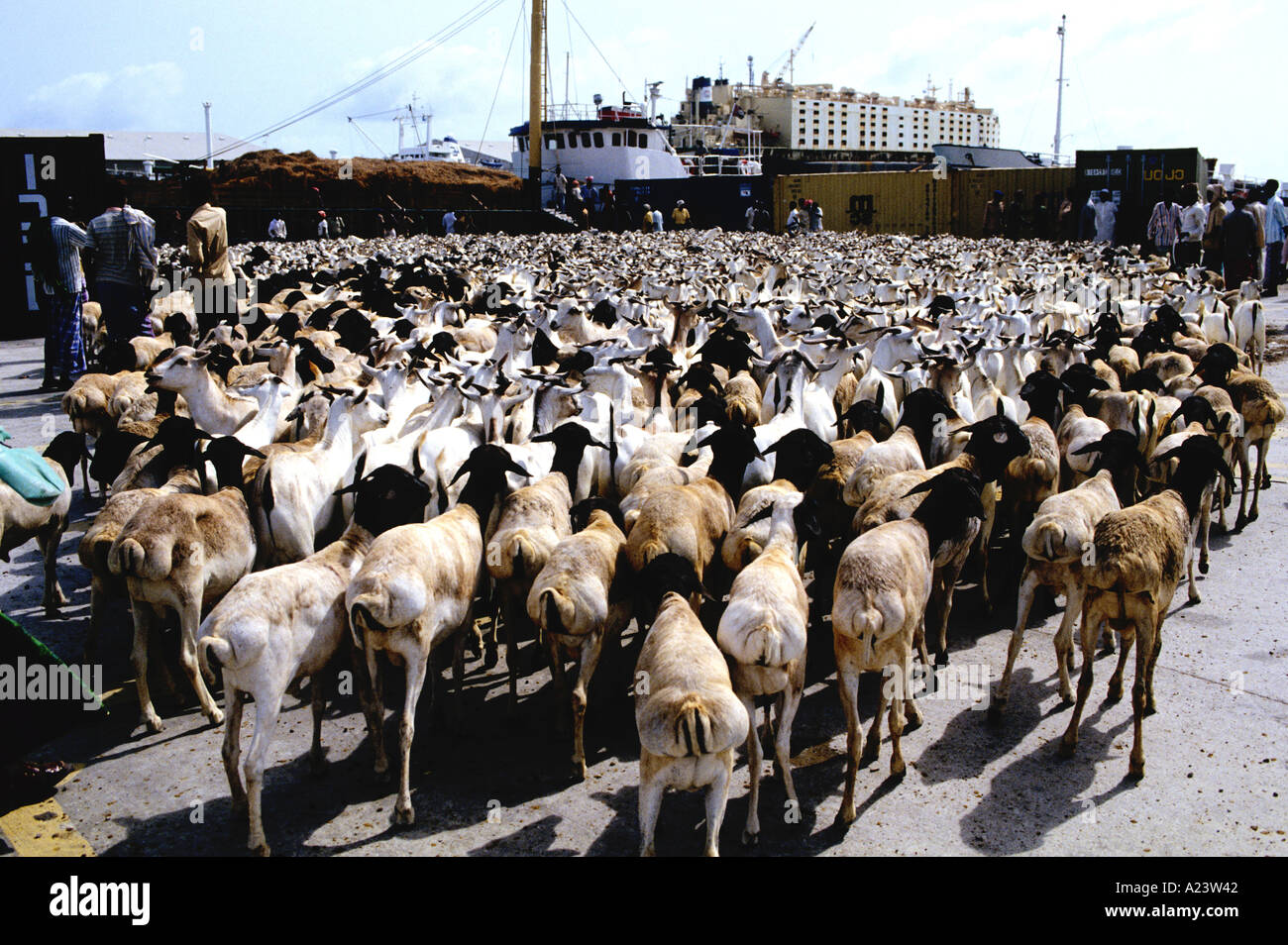 Ammassato capre, NUMERATE IN MIGLIAIA PRONTI PER L'ESPORTAZIONE VERSO IL MEDIO ORIENTE sono confinate nel porto di Mogadiscio Foto Stock
