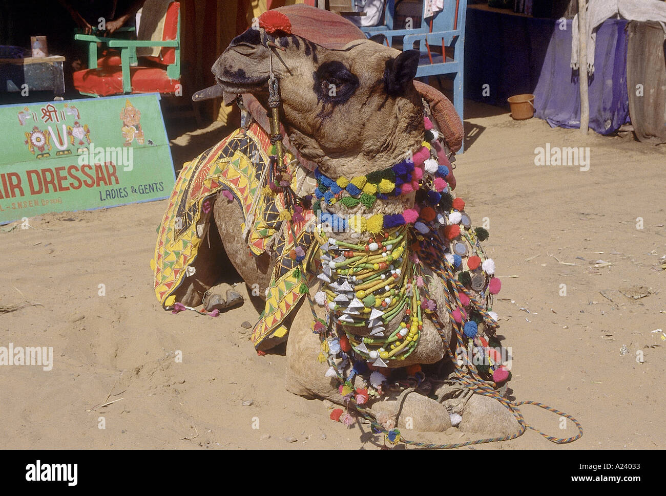 Un cammello decorato, un popolare modalità di trasporto. Piloti portano i turisti per un giro intorno alla fiera di Pushkar su questi cammelli. Ajmer Foto Stock