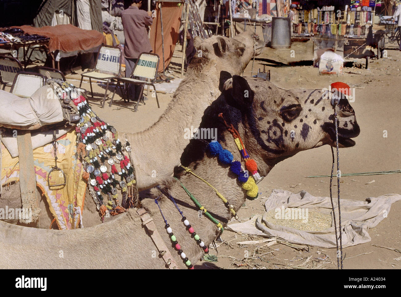 Un cammello decorato, un popolare modalità di trasporto. Piloti portano i turisti per un giro intorno alla fiera di Pushkar su questi cammelli. Ajmer Foto Stock