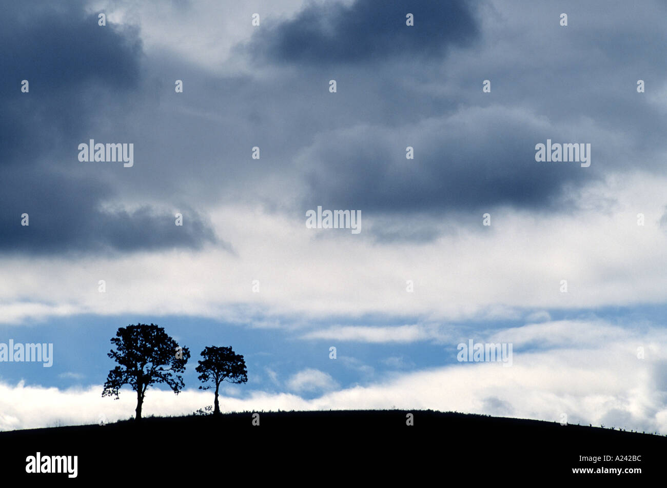 Due alberi in piedi a fianco a fianco sulla collina Foto Stock