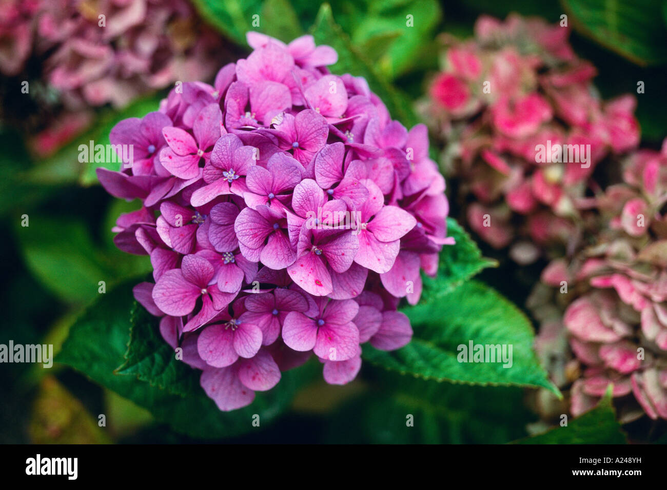 Hortensie Bretagne Frankreich Francia Foto Stock