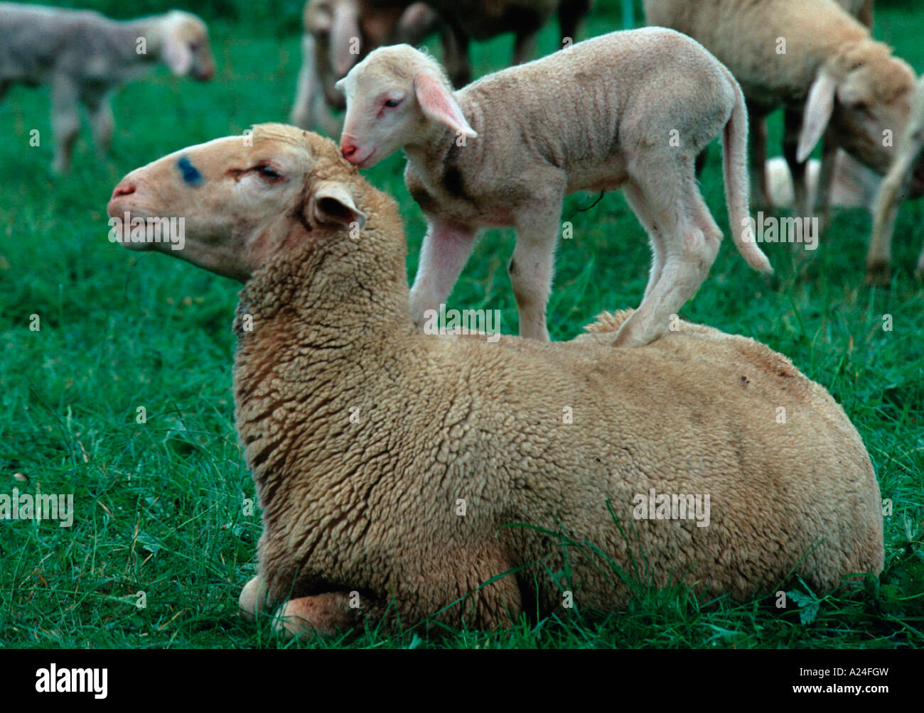 Schafe Lämmchen klettert auf Rücken vom Mutterschaf Schwäbische Alb Deutschland Foto Stock