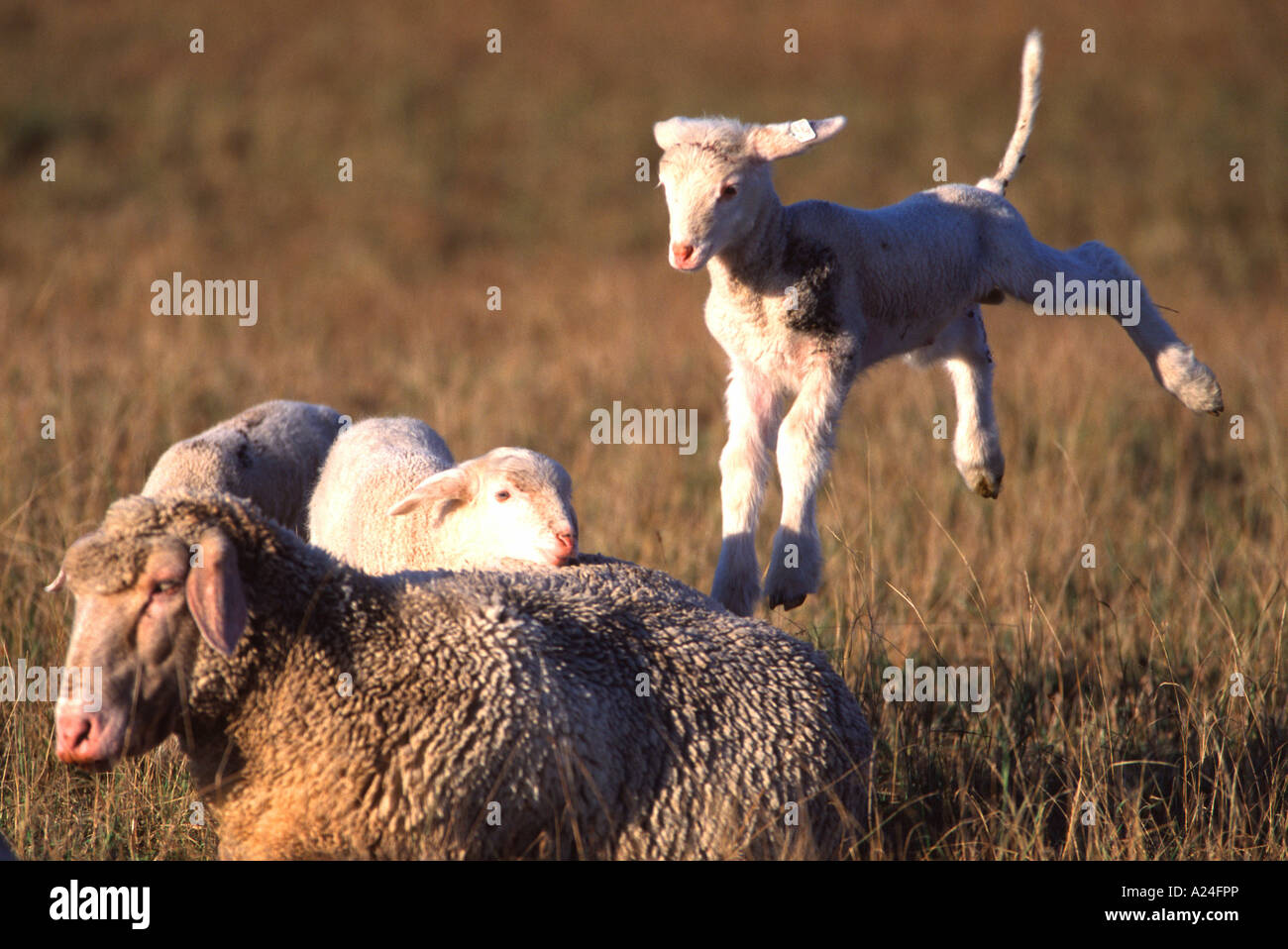 Schaf mit Lämmern Ovini domestici Foto Stock