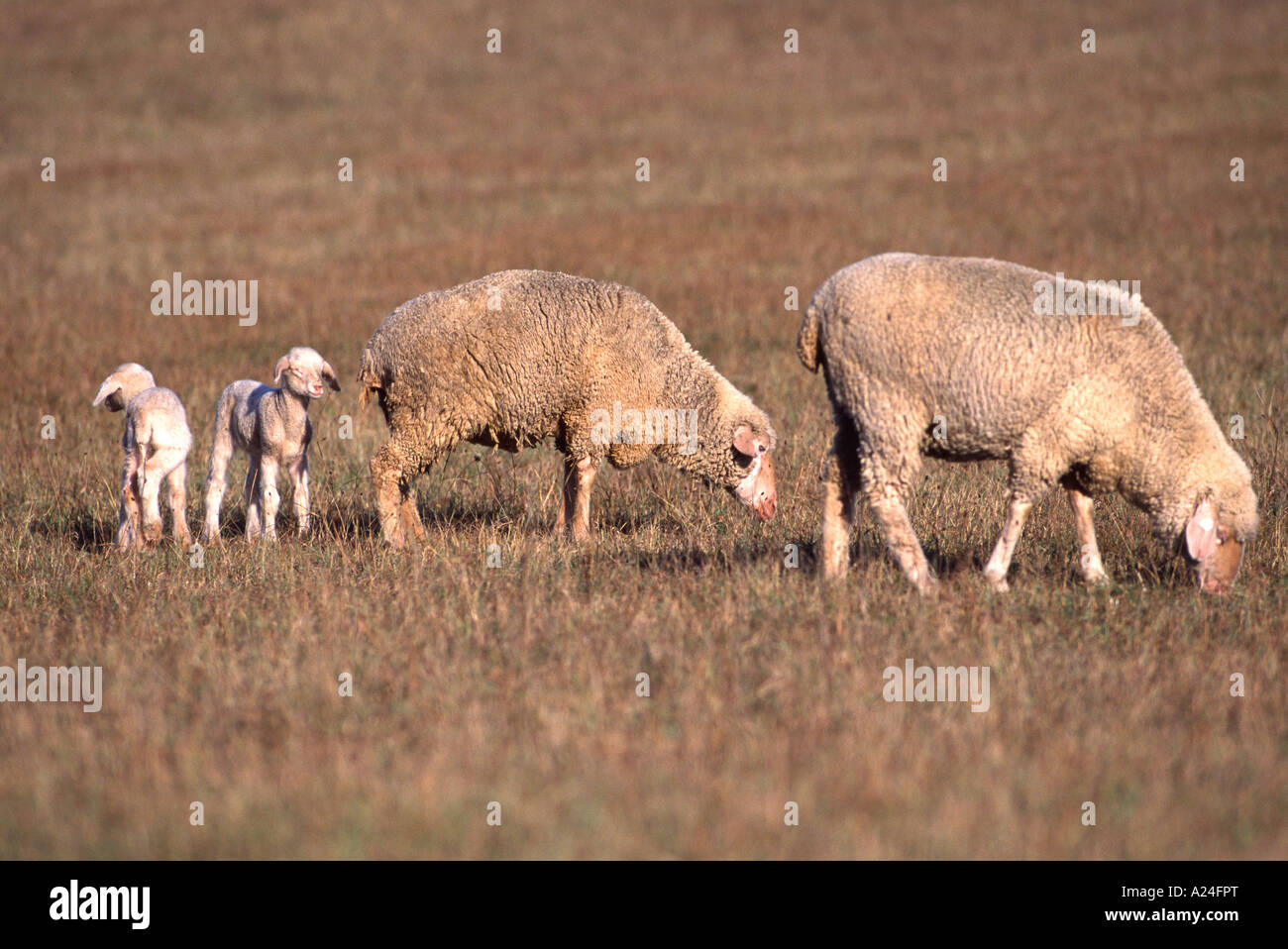 Schafe mit Lämmer Ovini domestici Foto Stock