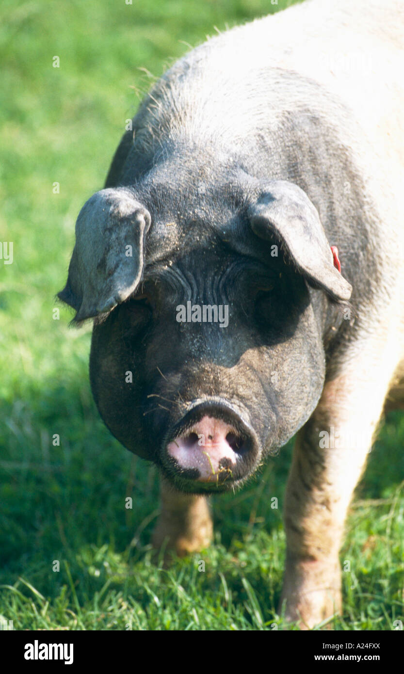 Schwaebisch Haellisches Landschwein Schwaebisch Haellisch Pig Germania meridionale Foto Stock