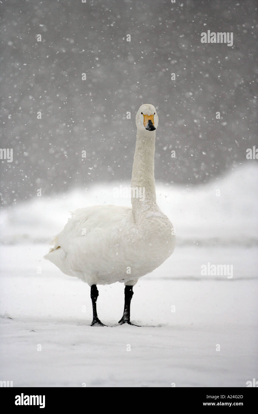 WHOOPER SWAN Cygnus cygnus Foto Stock
