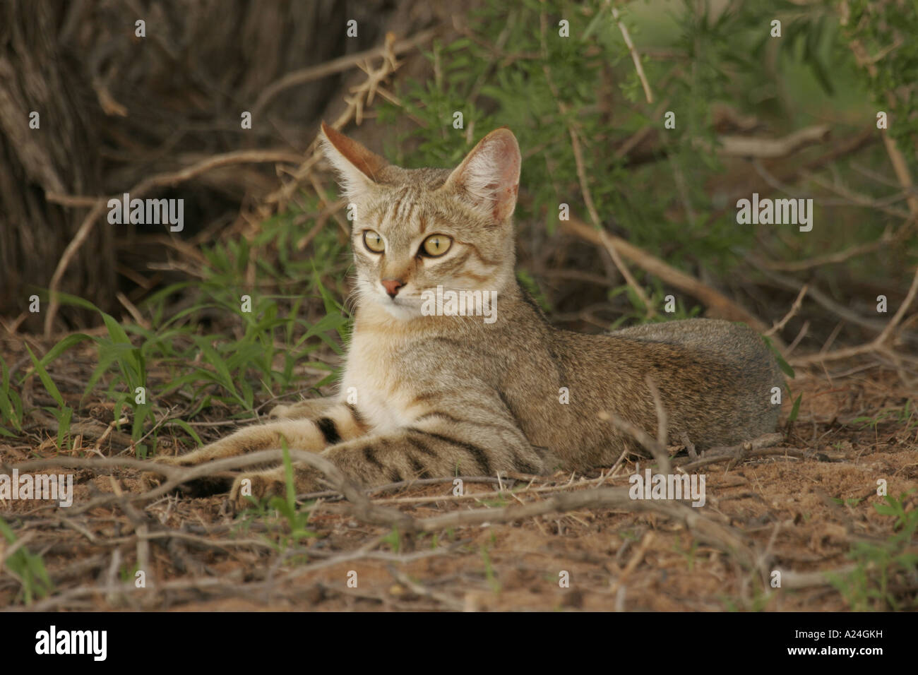 Appoggio africana di gatto selvatico Foto Stock