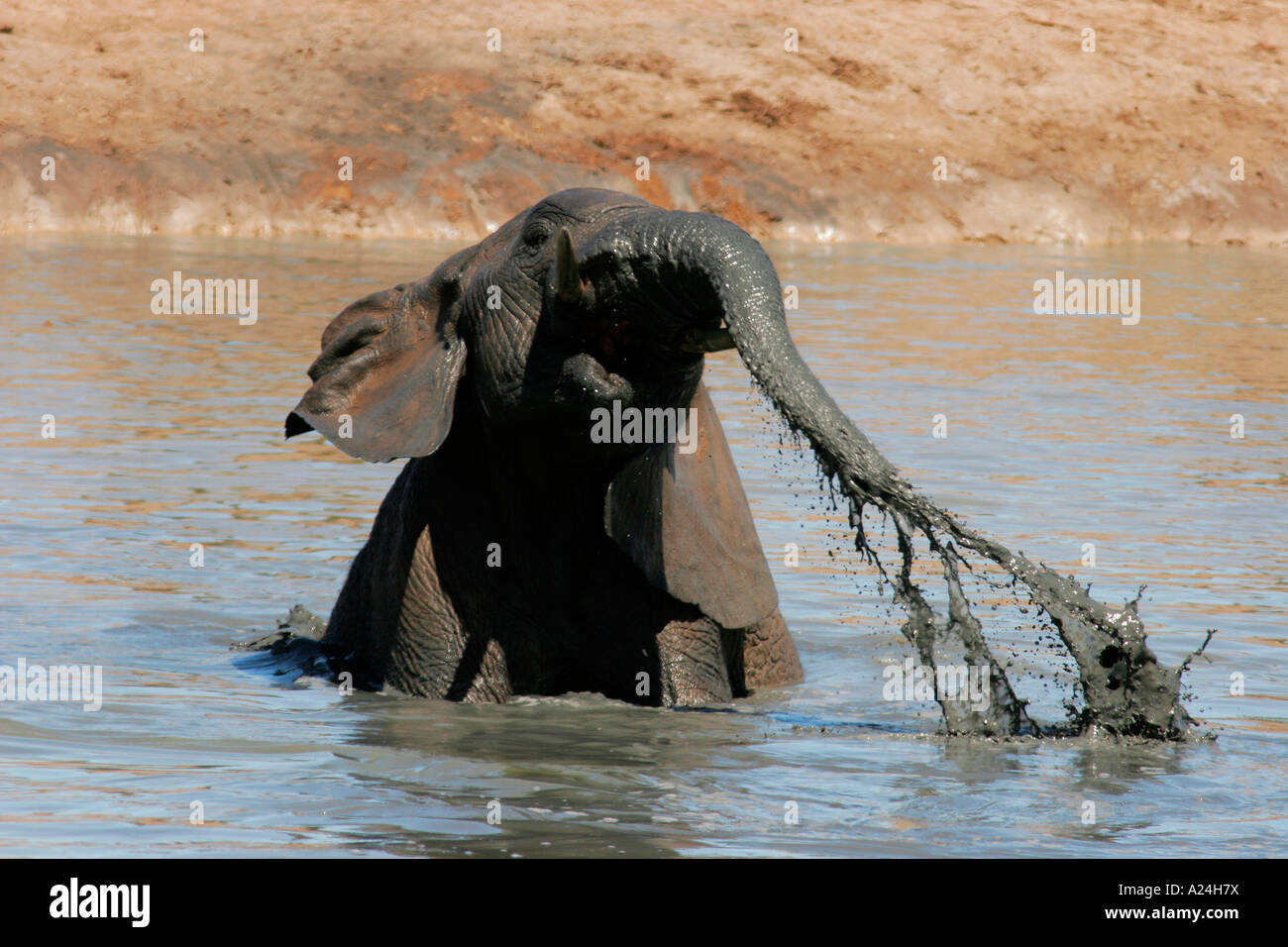 Elephant giocando in acqua Foto Stock