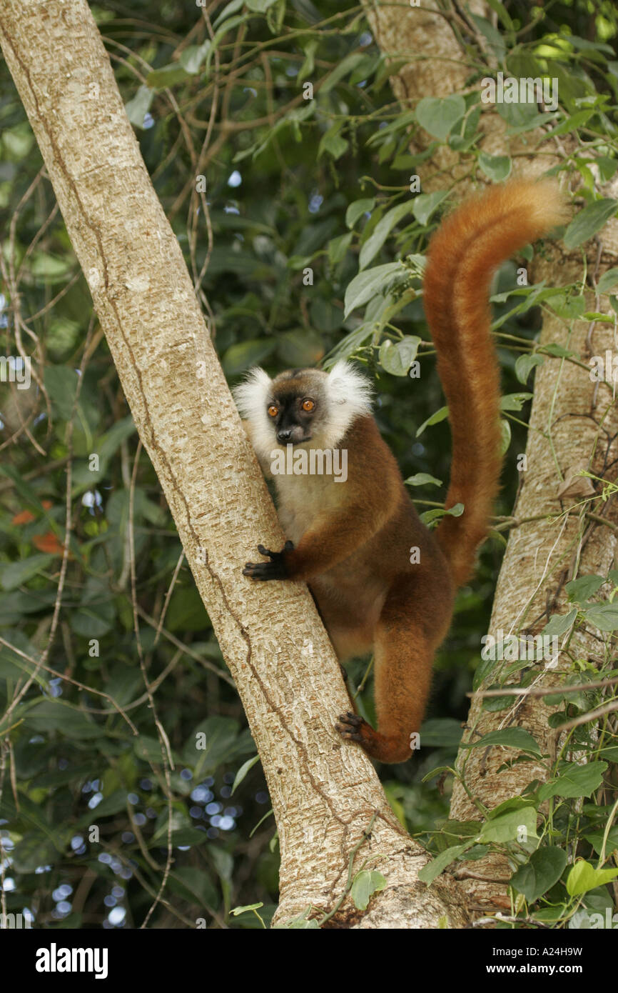 Lemure nero in piedi sul ramo Foto Stock
