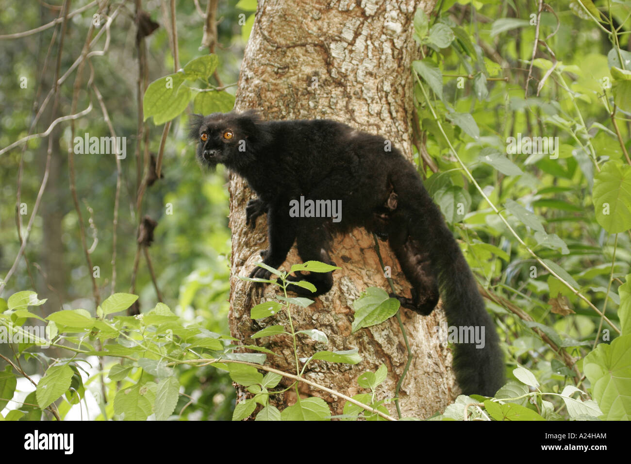 Maschio nero lemur sul tronco di albero Foto Stock