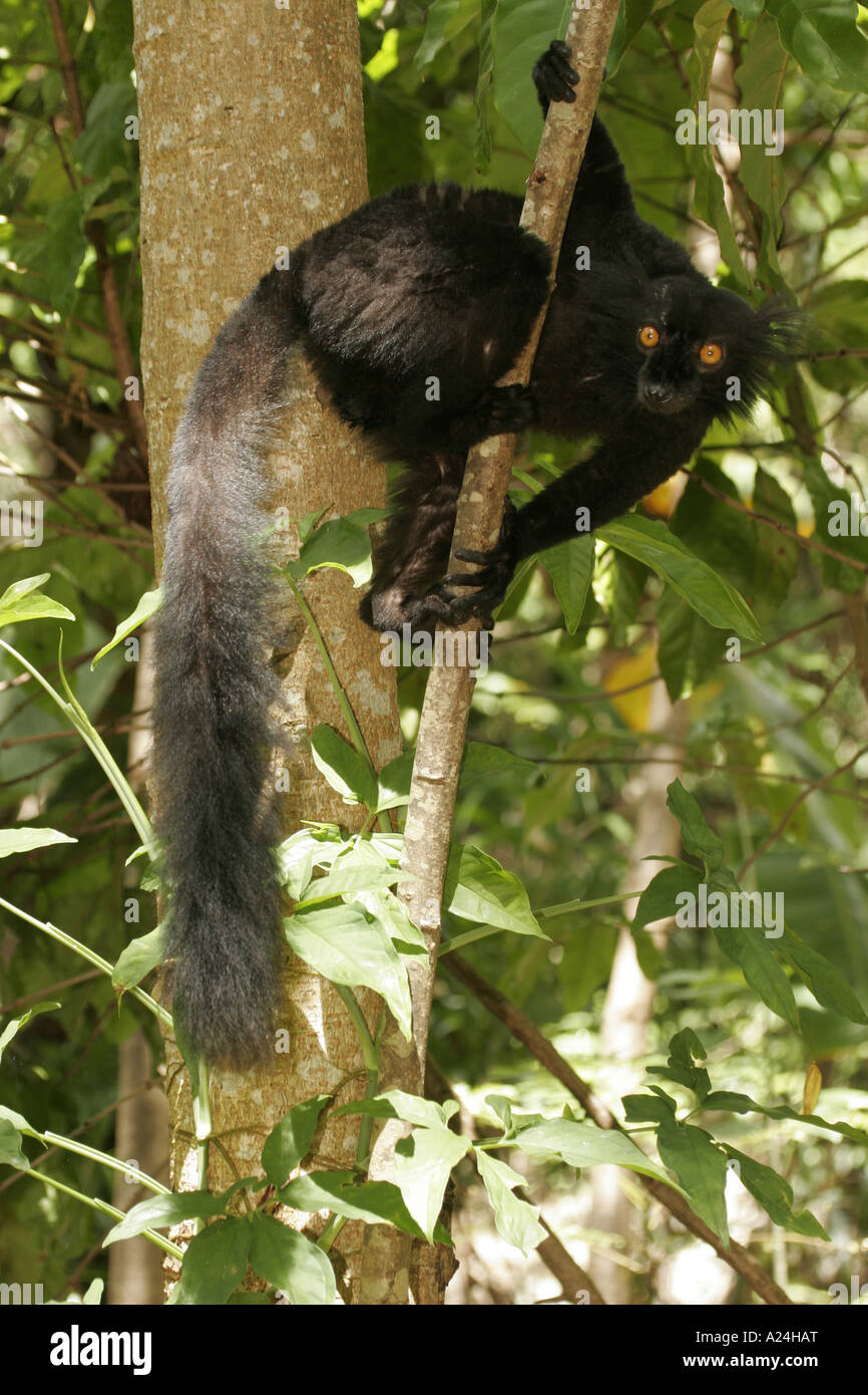Maschio nero lemur sul ramo Foto Stock
