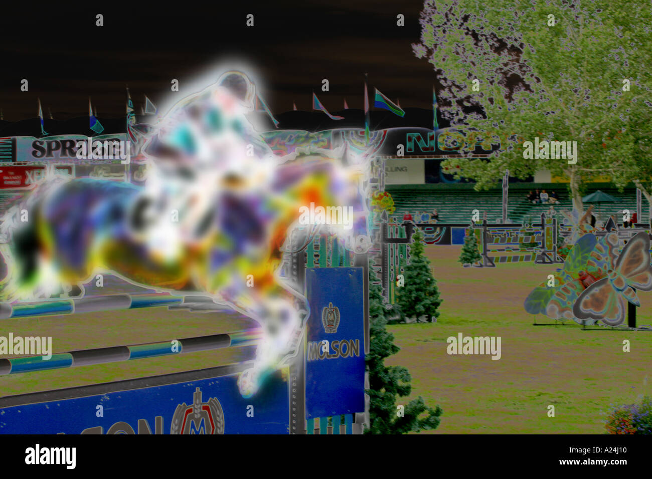 International Show Jumping a Prati di abete Calgary Alberta Canada Foto Stock