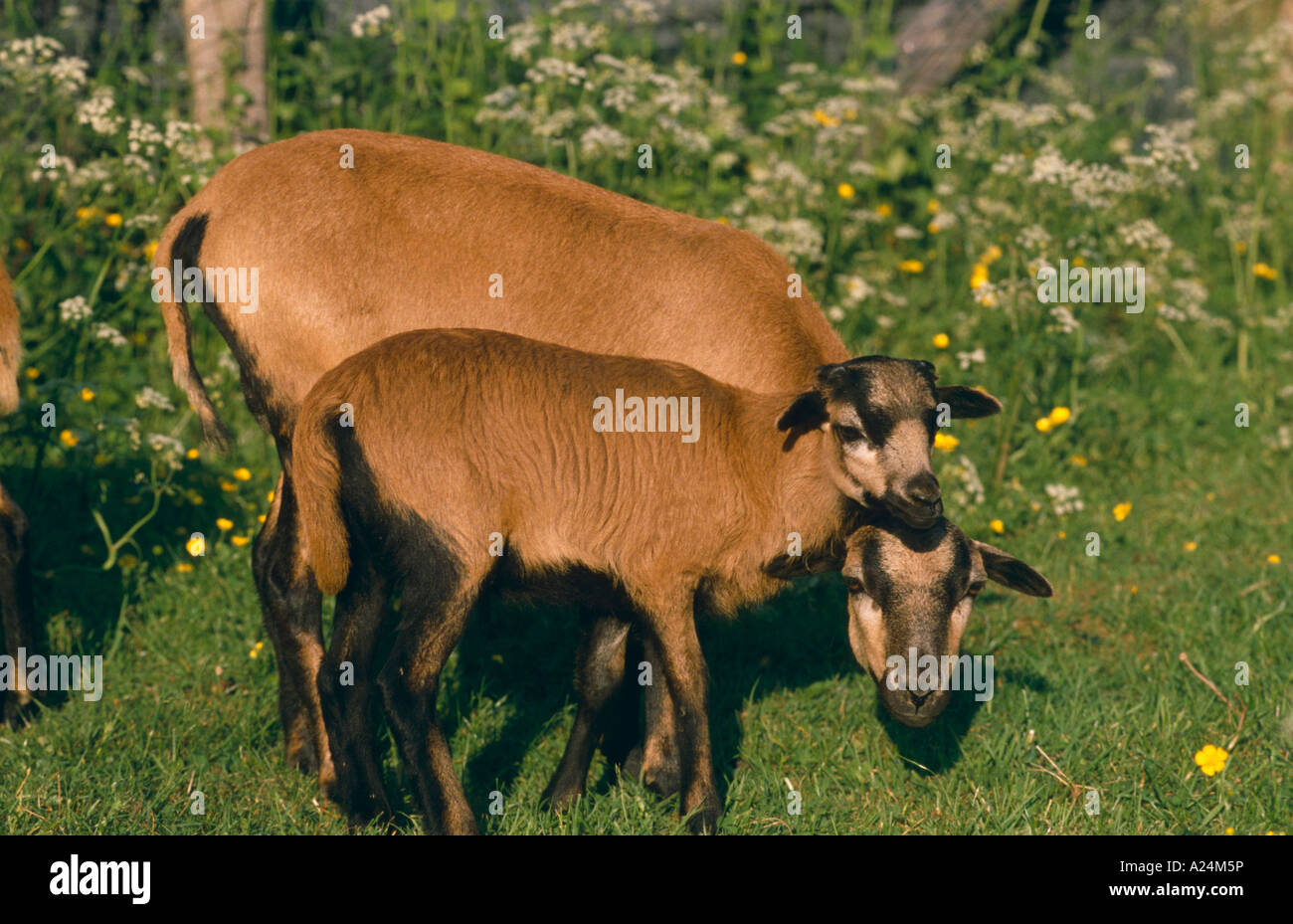 Kamerunschaf Camerun pecore Foto Stock