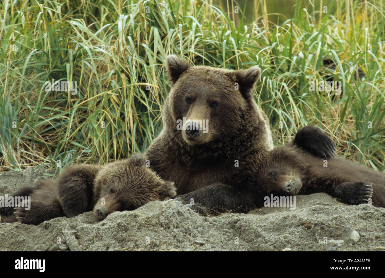 Orso bruno Grizzly Ursus arctos con due cuccioli dormire nel letto da giorno sulla spiaggia dopo l assistenza infermieristica in Hallo Bay Alaska America del Nord Foto Stock