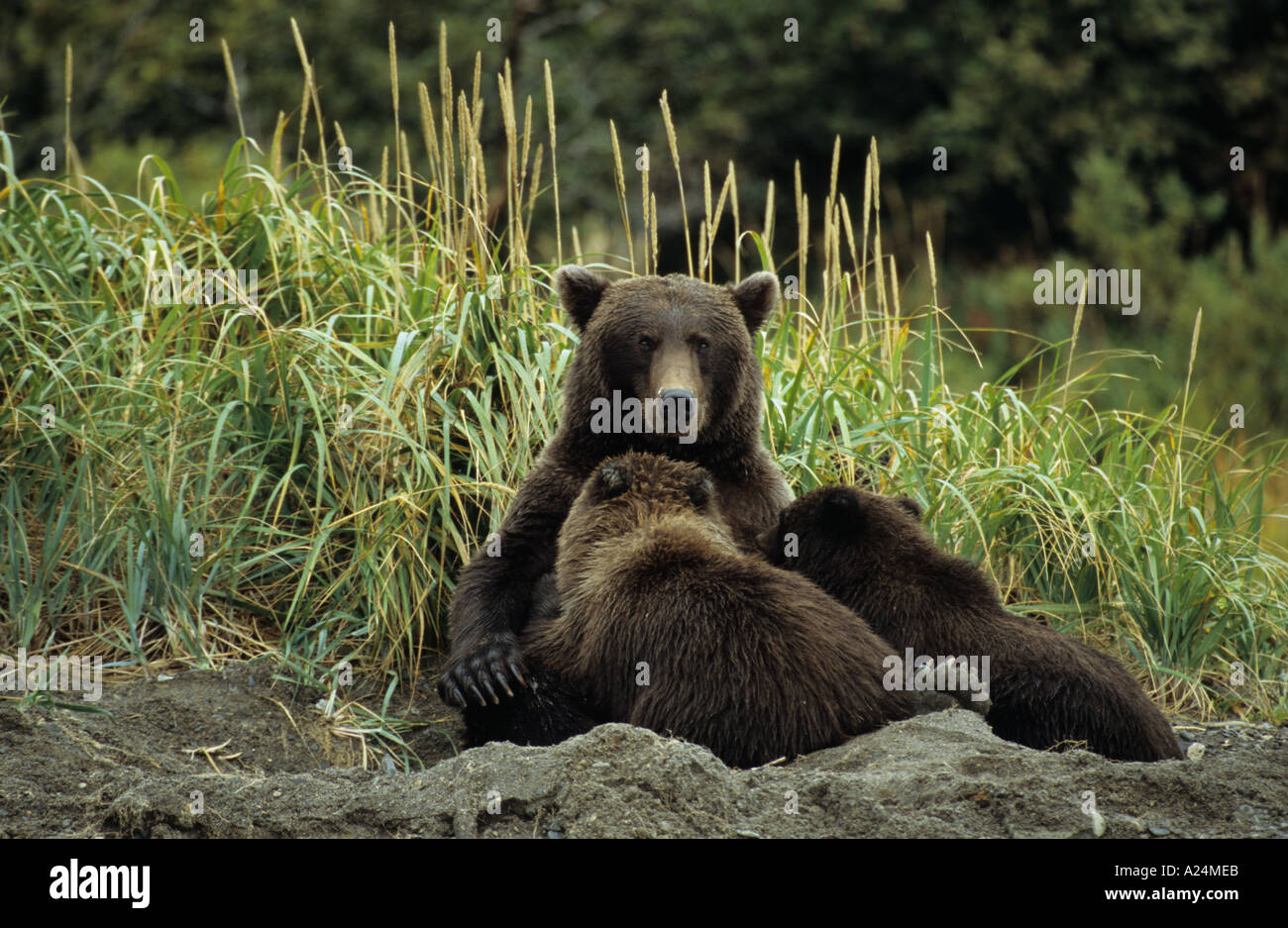 Orso bruno Grizzly Ursus arctos nursing due cuccioli in letto da giorno sulla spiaggia Hallo Bay Alaska America del Nord con il contatto visivo Foto Stock