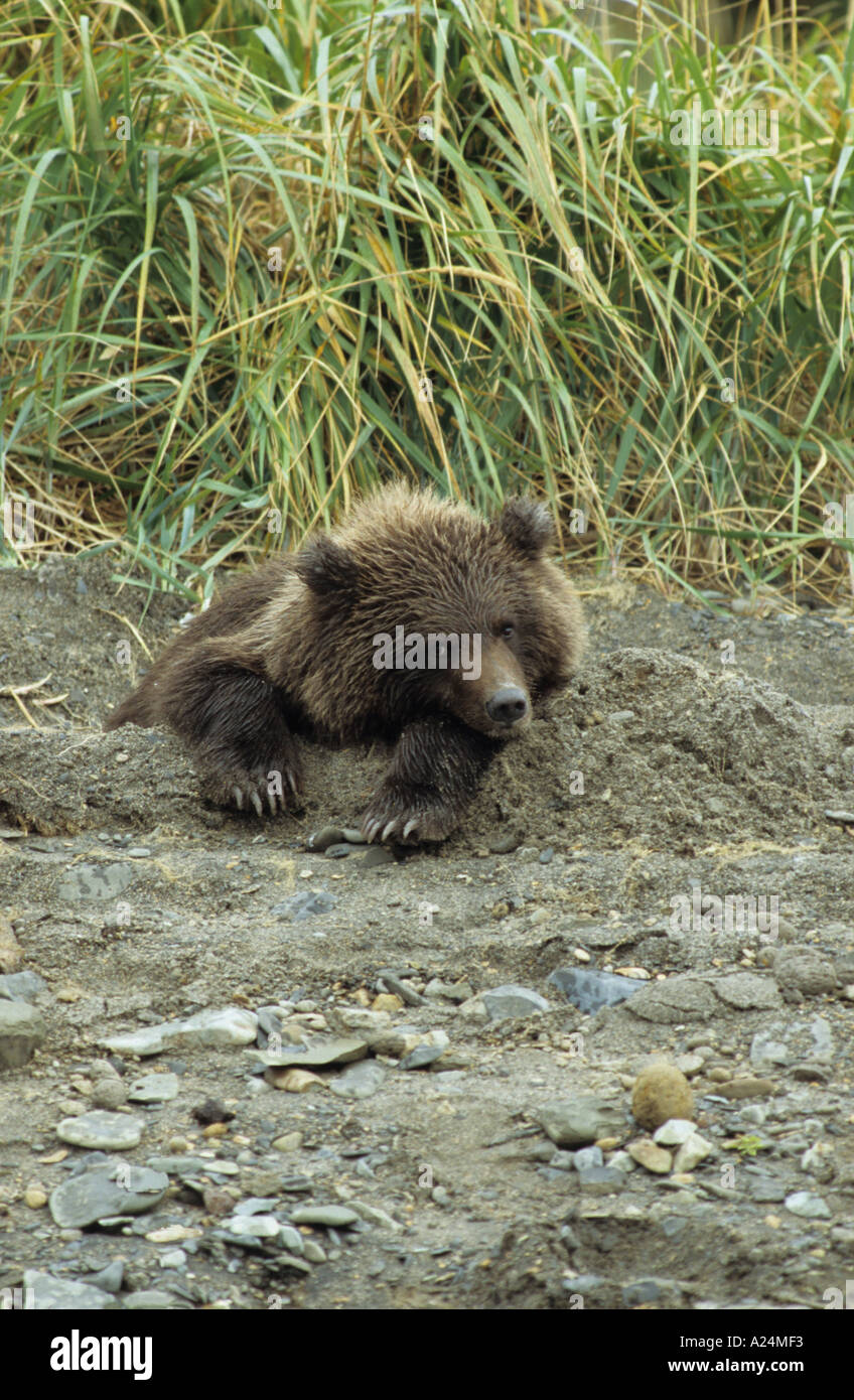 Orso bruno Gizzly Ursus arctos cub dormire nel letto da giorno in sabbia sulla spiaggia dopo l'assistenza infermieristica da sua madre in Hallo Bay Alaska Nord Foto Stock