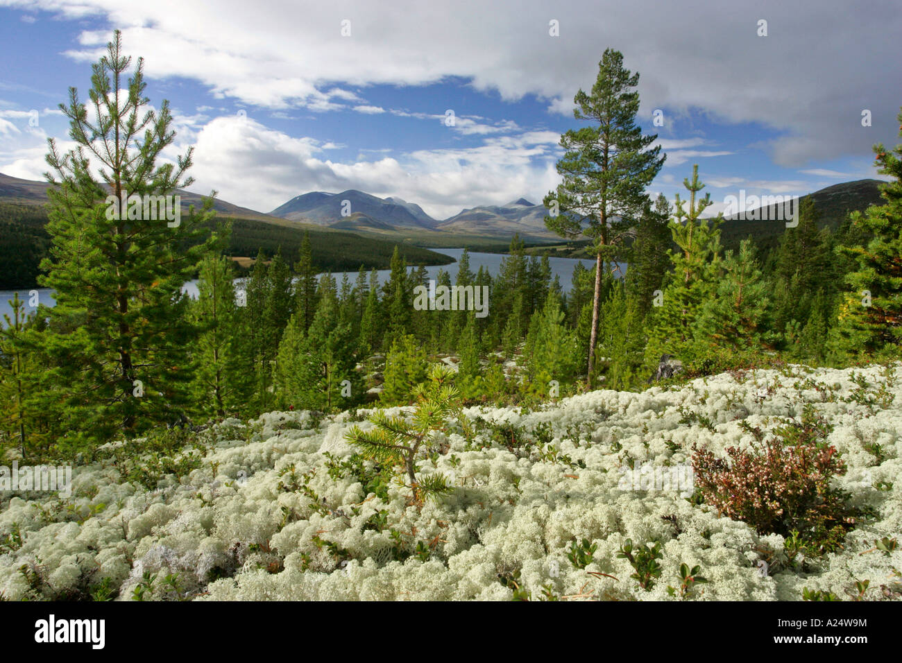 Norwegen foresta e Atnasjoe con montagne di Rondane National Park Atnadalen Oppland Norvegia Foto Stock