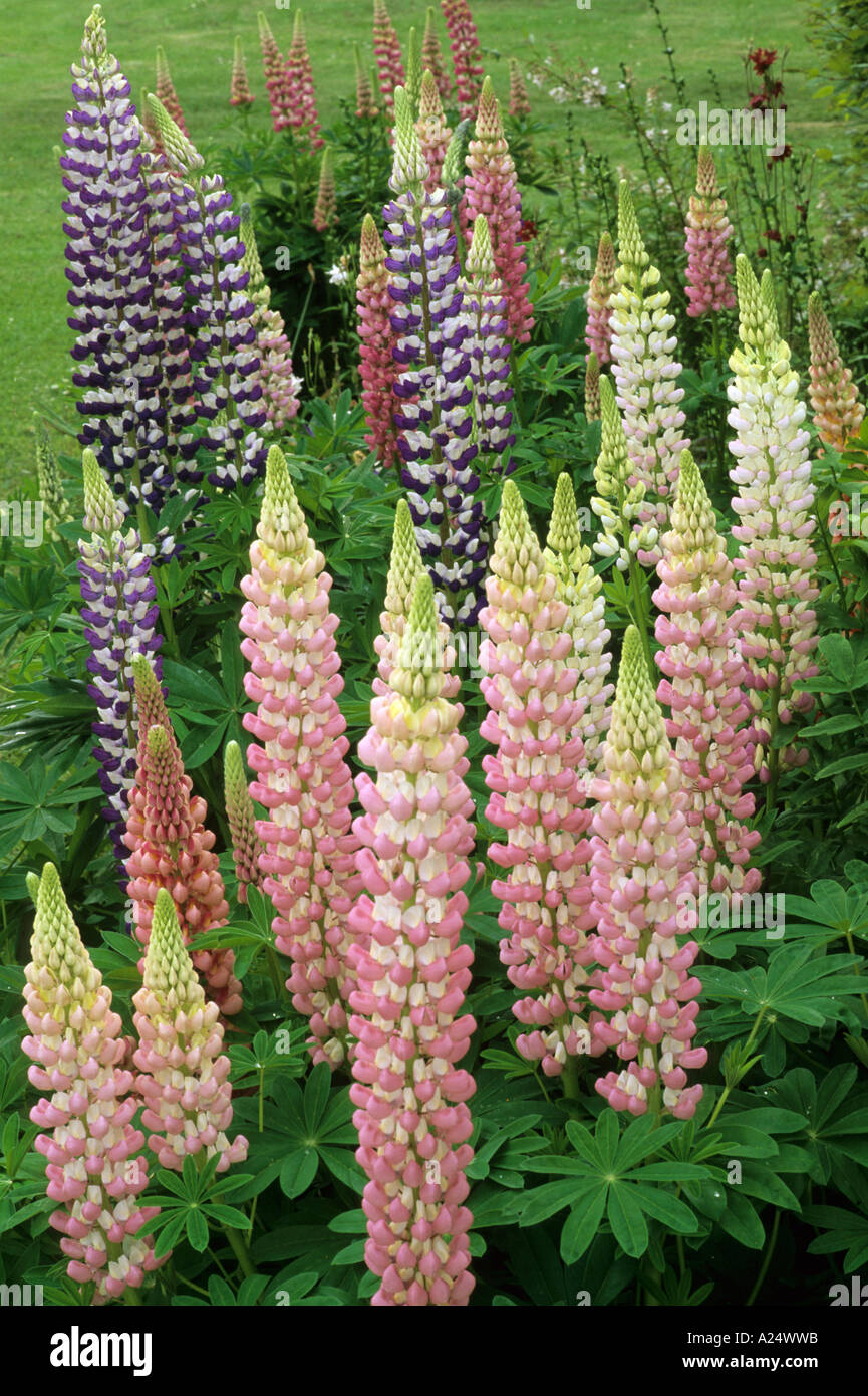 I lupini in frontiera, piante da giardino, fiori, orticoltura, piantagione erbacea lupin lupinus Foto Stock