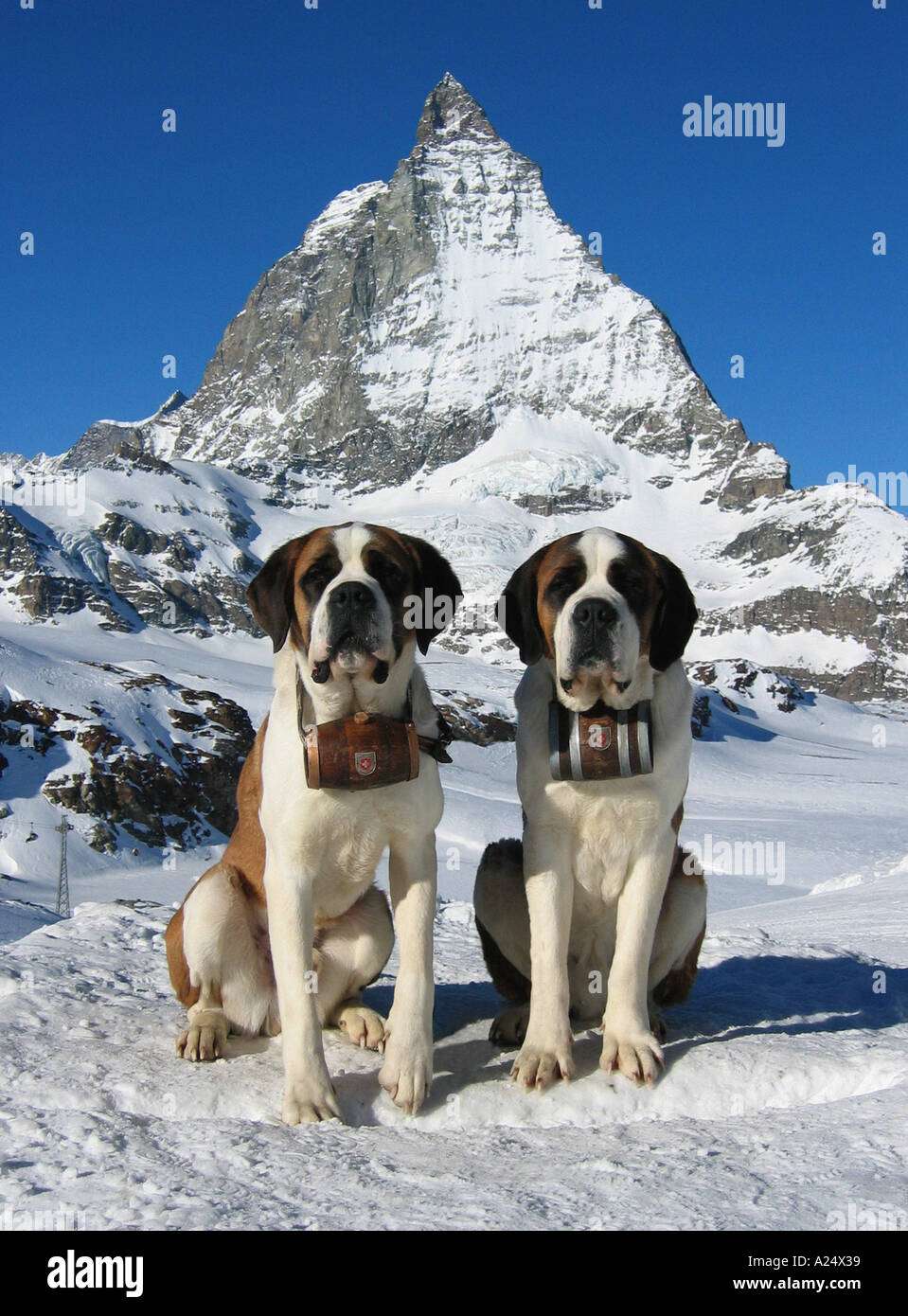 San Bernardo cani nella neve con il Monte Cervino sullo sfondo della Svizzera Foto Stock