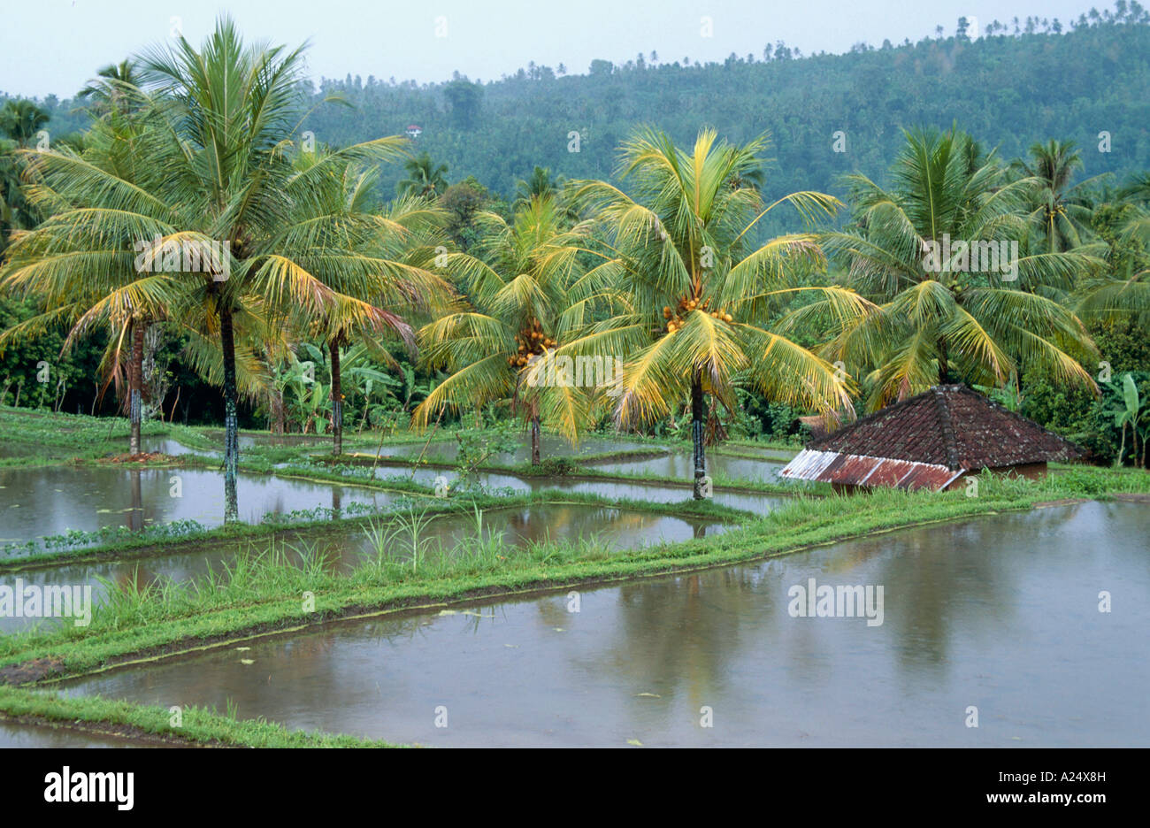Reisfeld Reisfelder Bali Indonesien Foto Stock