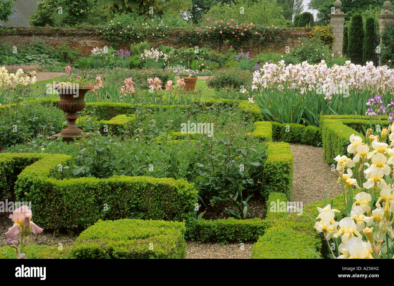 Siepi di bosso, Iris, Doddington Hall, Lincs Foto Stock