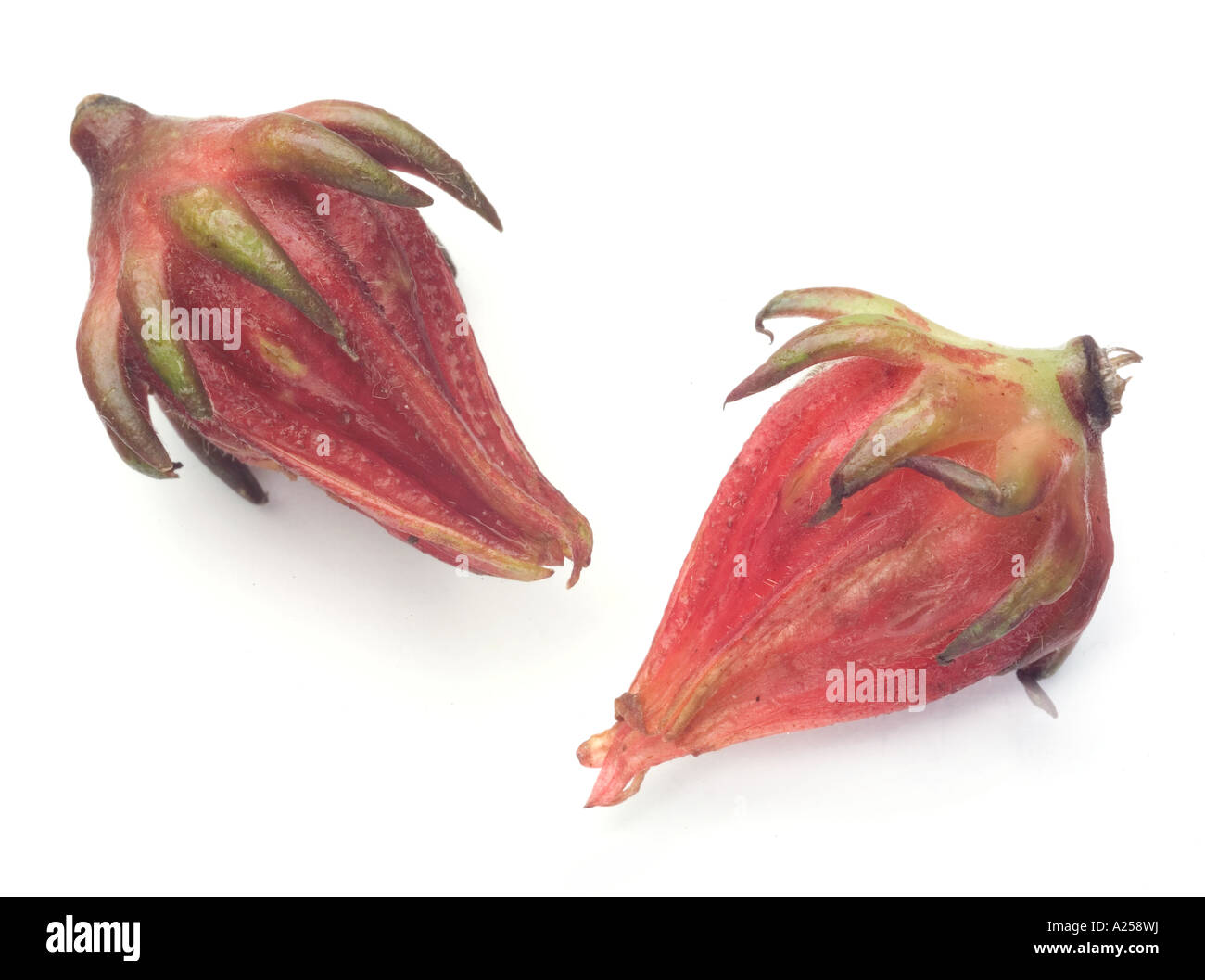 Hoilfa bangladese foglie rosse sono mangiati il dolce sapore aspro Rosellas (malva frutti) Foto Stock