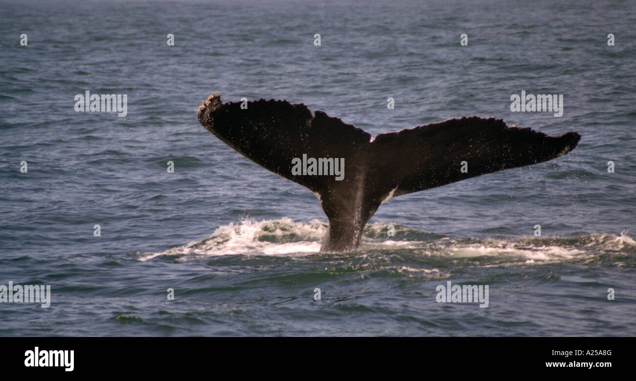 Cetacei (balene Baleen) immersioni per i prodotti alimentari. Foto Stock