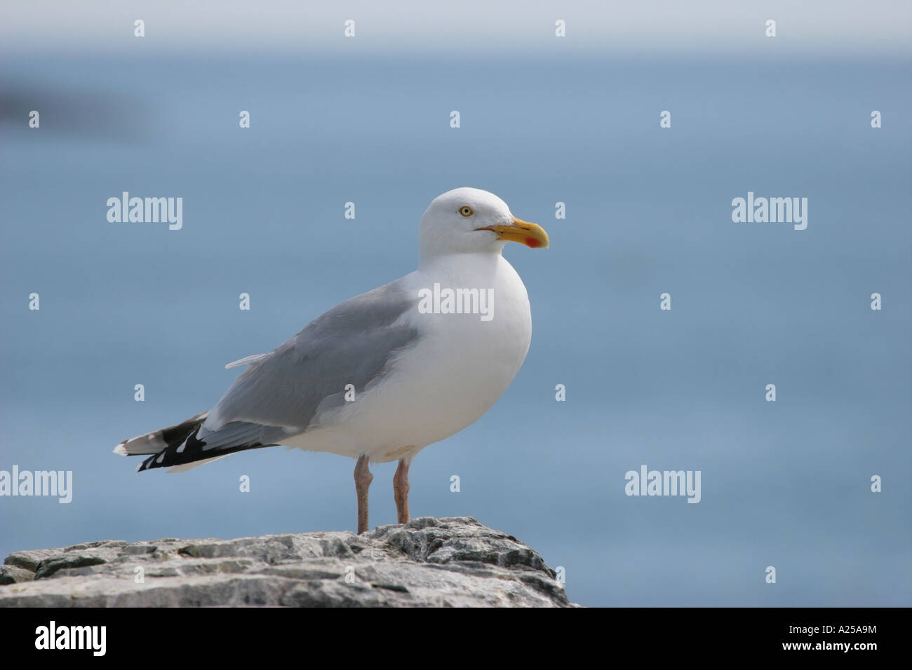 Herring Gull Larus argentatus su isole farne Costa Nord Est dell' Inghilterra Foto Stock Herring Gull Larus argentatus su isole farne Costa Nord Est dell' Inghilterra Foto Stock
