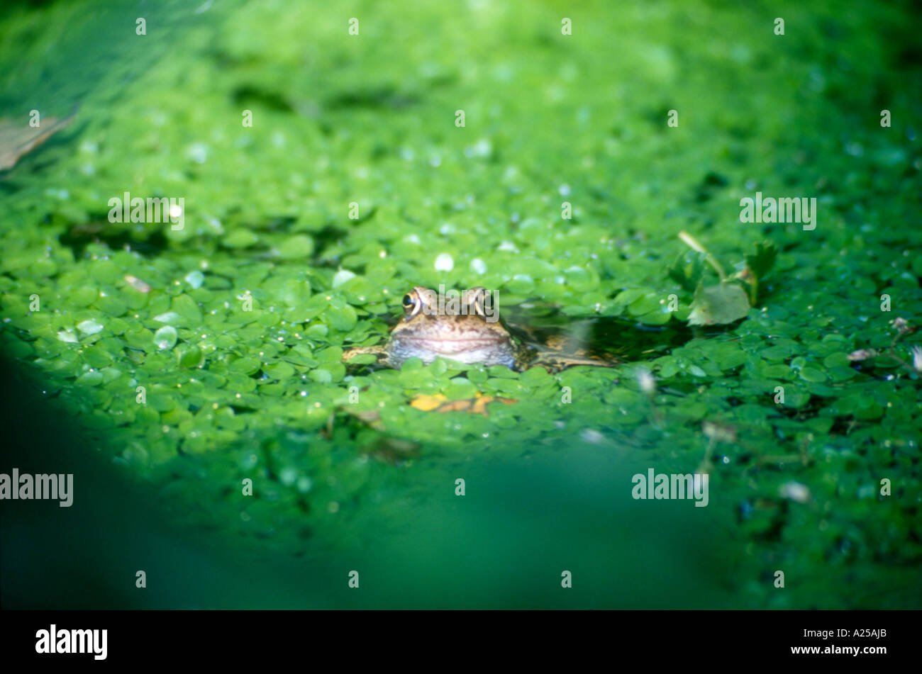 Rana comune nel laghetto naturale ambiente mondiale Galles Foto Stock