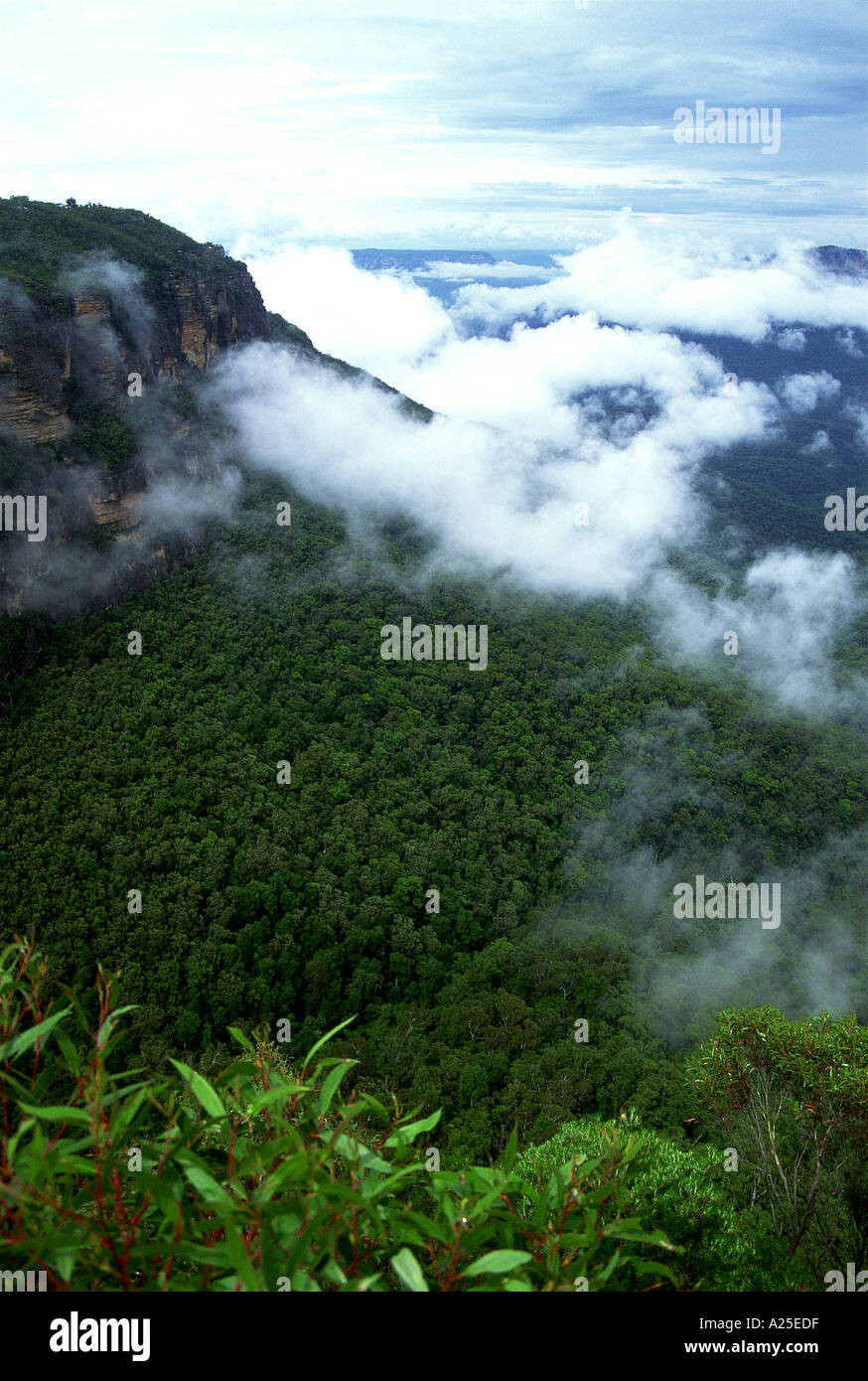 La Hunter Valley Nuovo Galles del Sud Australia Foto Stock