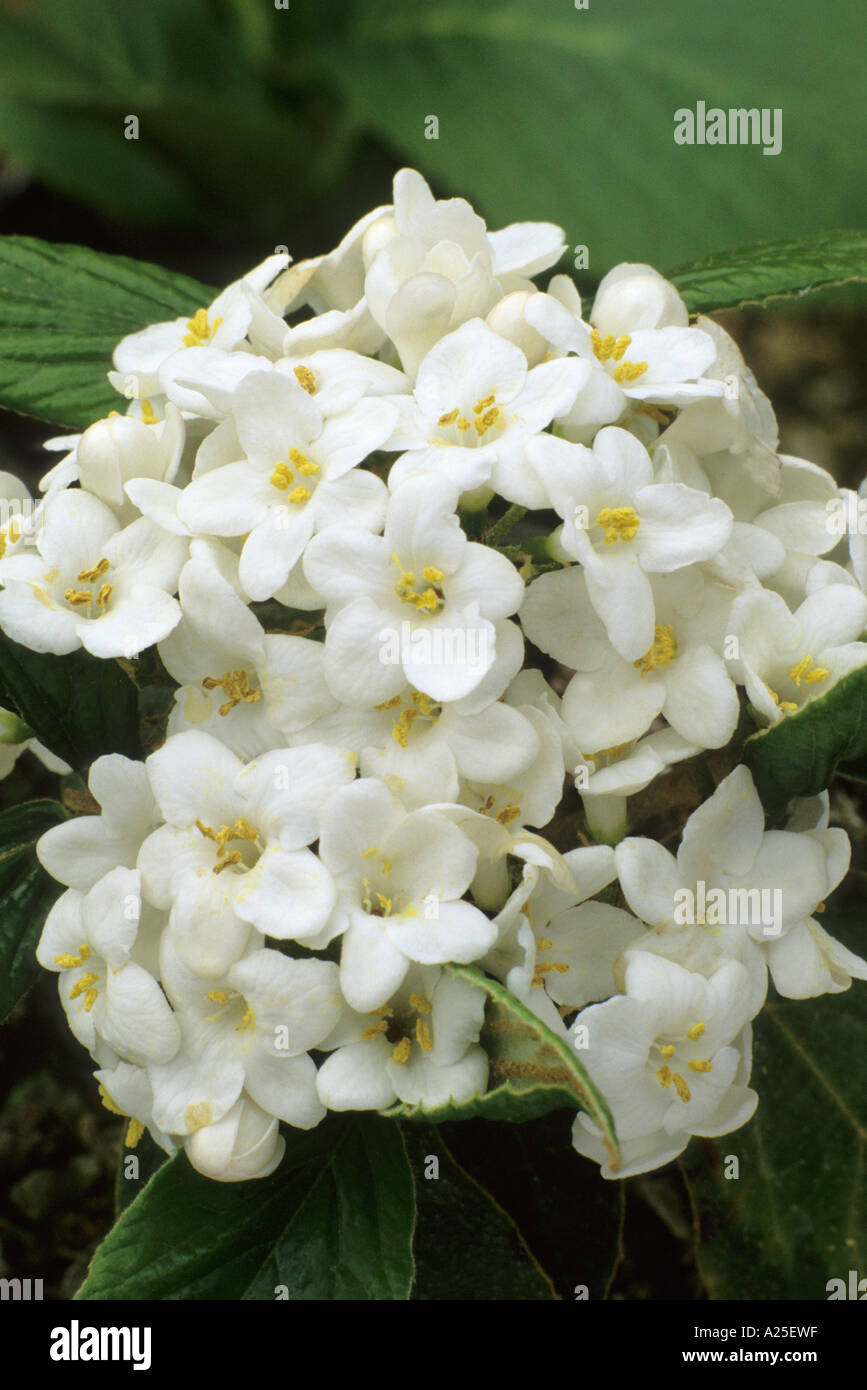 Viburnum x burkwoodii, bianco fiori profumati, molla, pianta di giardino, viburnums,l'orticoltura Foto Stock