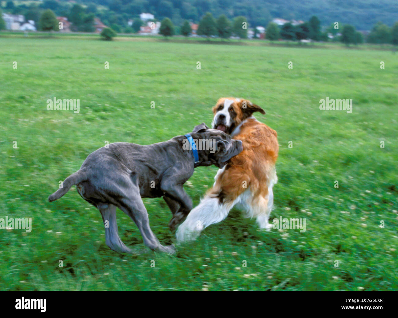 Il Mastino Napoletano e san Bernardo cani combattimenti Foto Stock